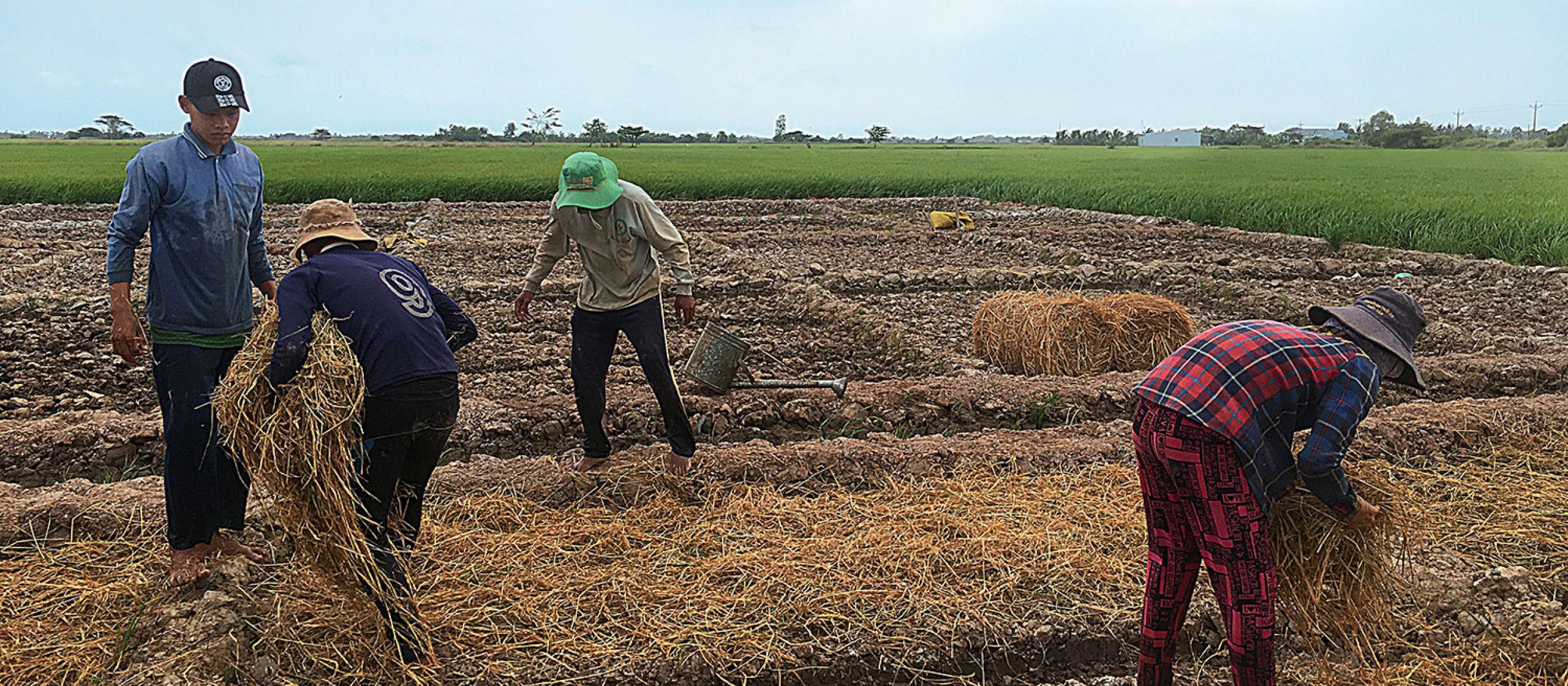 People laying down hay in a large crop bed