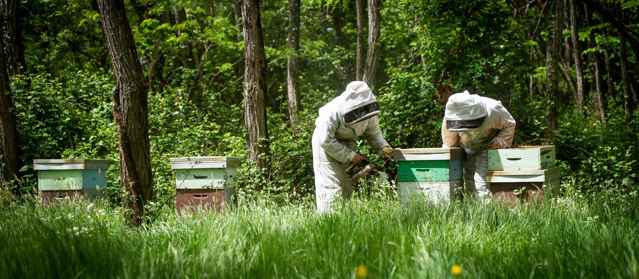 Beekeepers inspecting a hive 