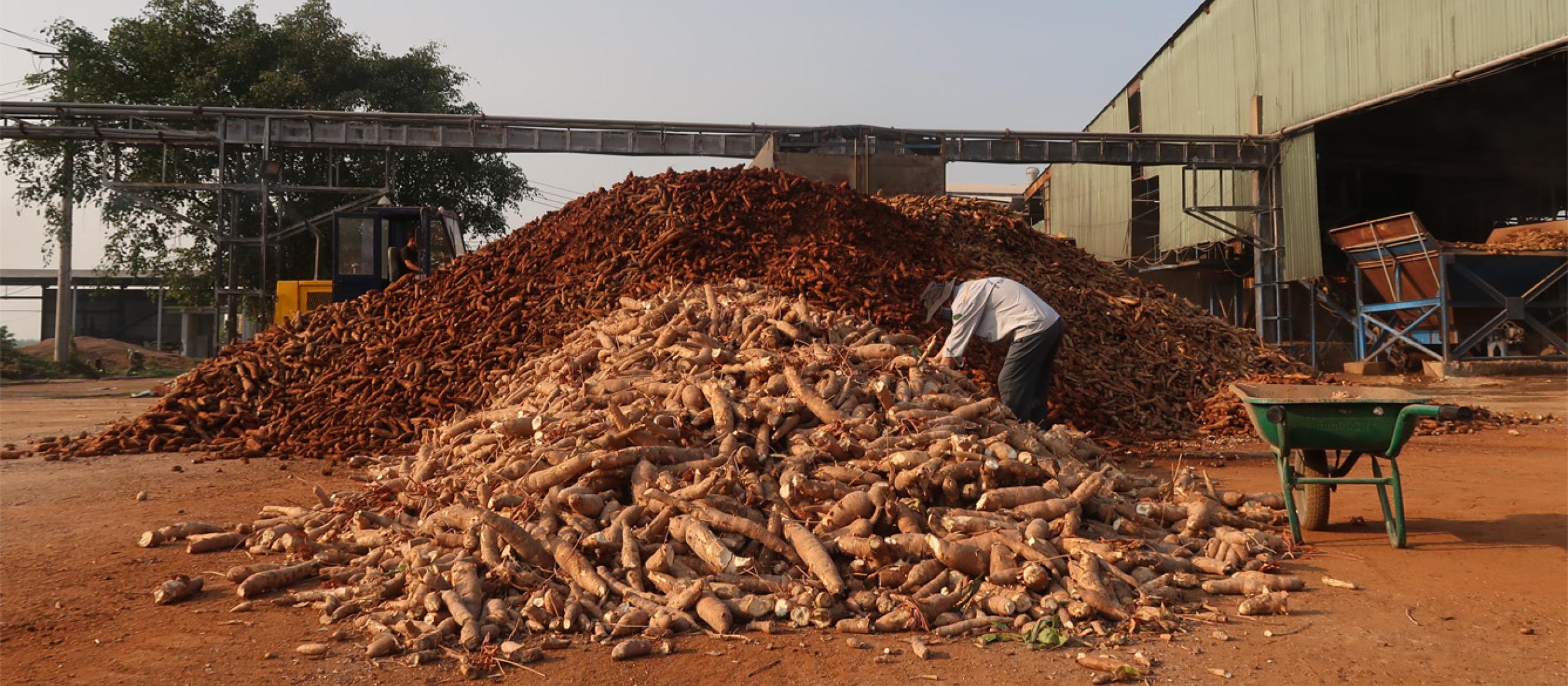 At the cassava processing company, Tay Ninh