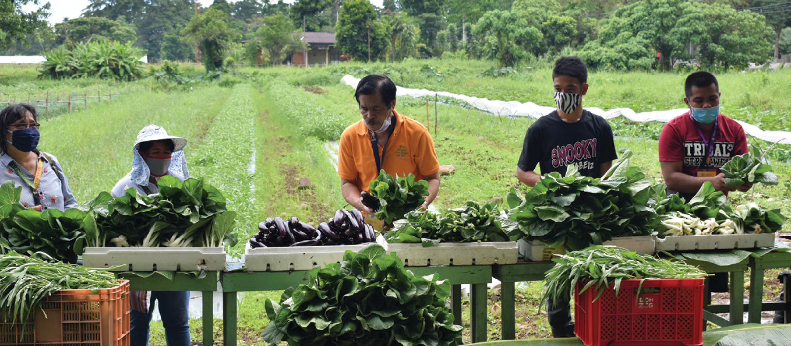 People packing vegetables