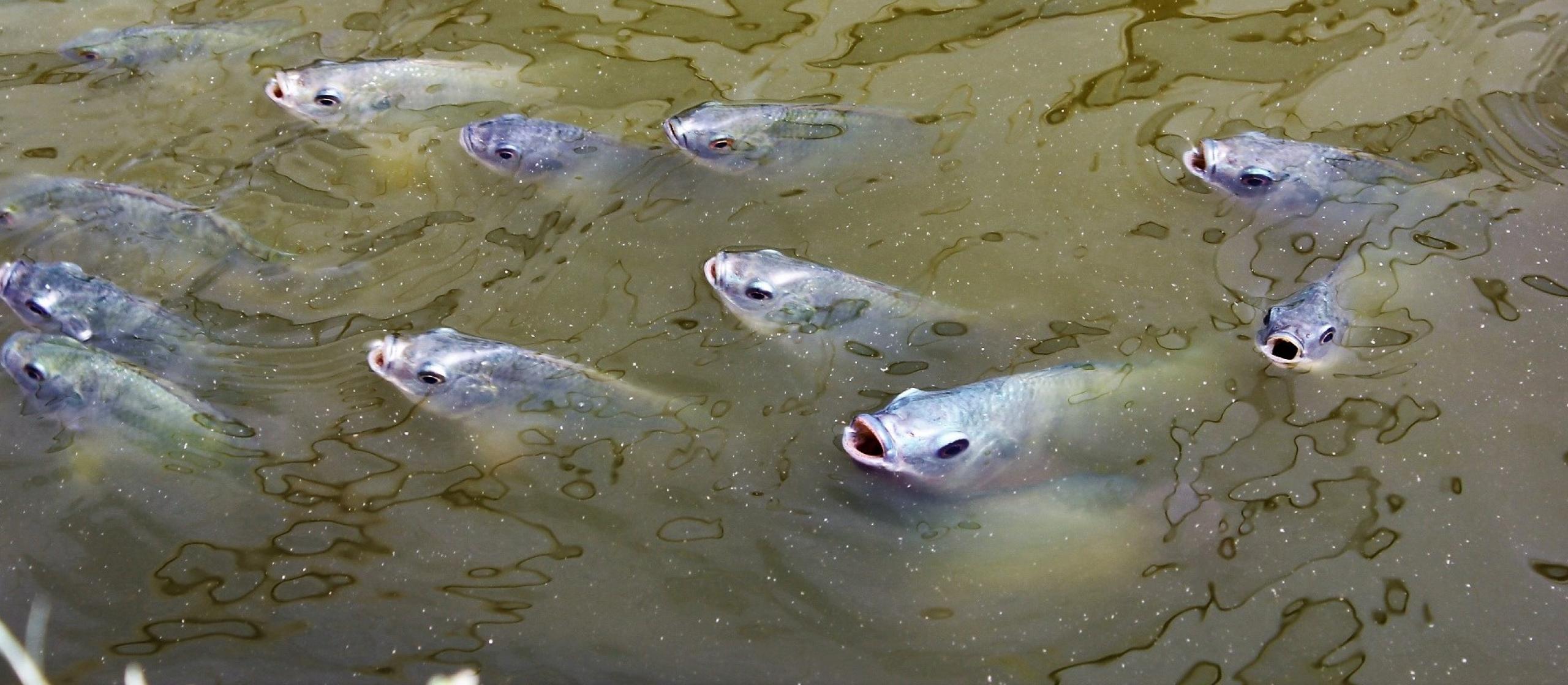 Tilapia fish feeding
