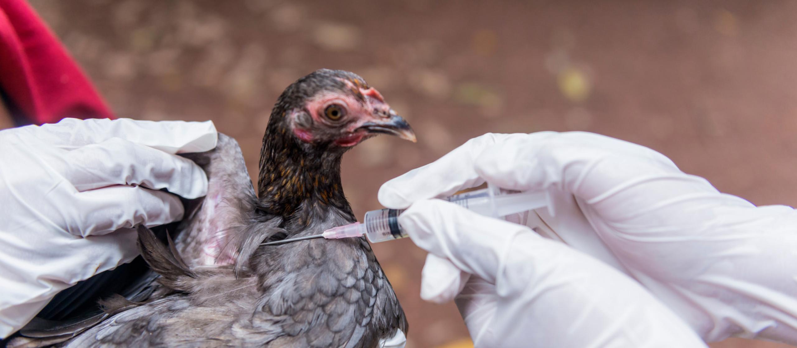 bird getting vaccinated 