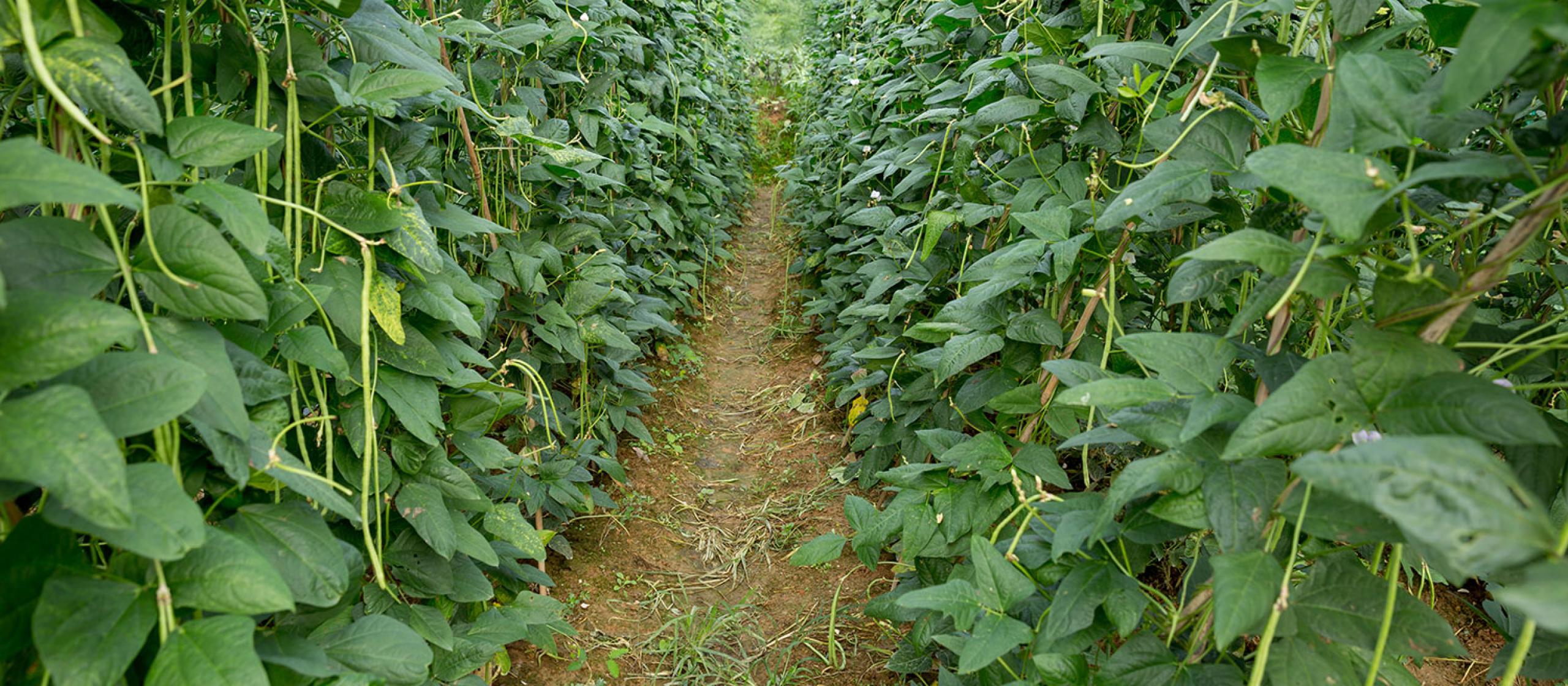 Cowpea plantation