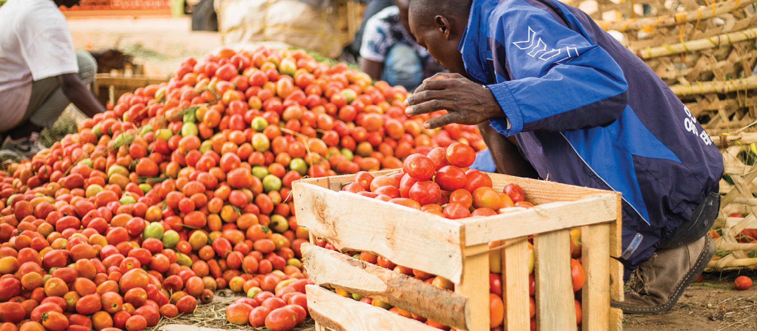 A man packs a pile of tomatoes into a crate