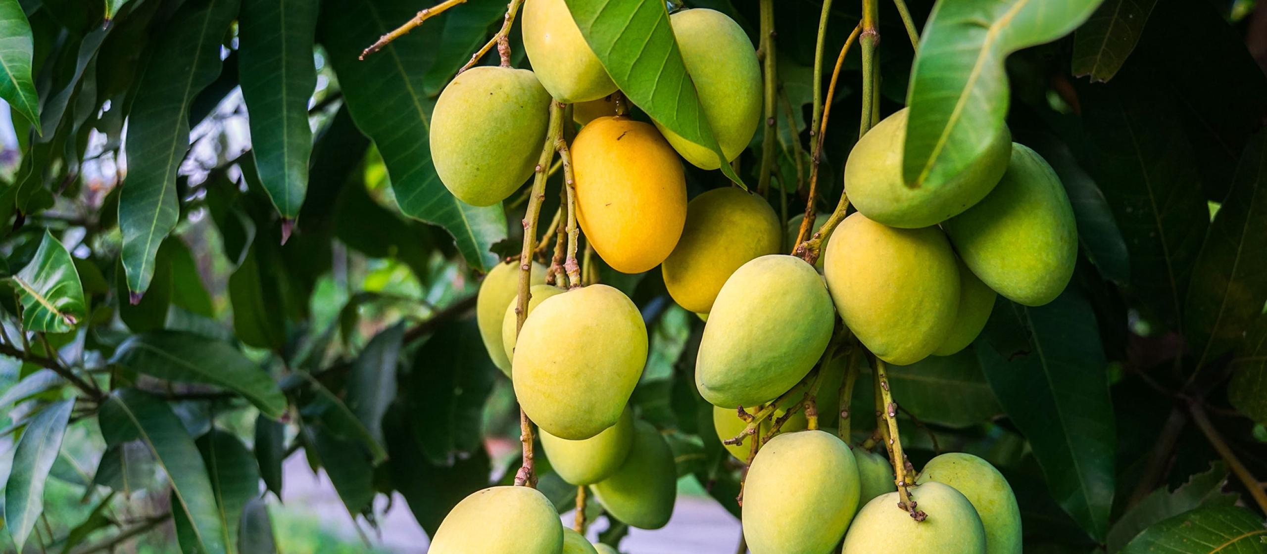 Mangoes