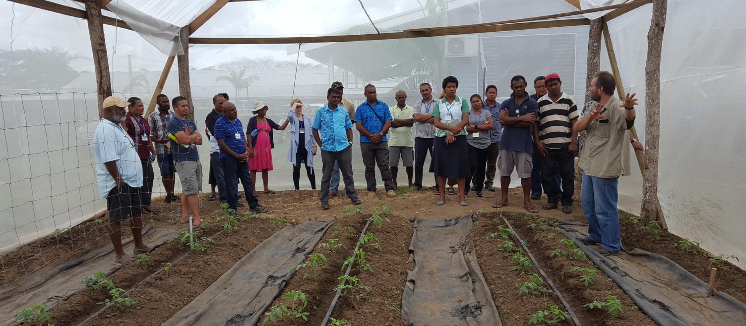 An ACIAR-led project is supporting local pacific farmers with a protected cropping system that enables them to produce off-seasonal vegetables.