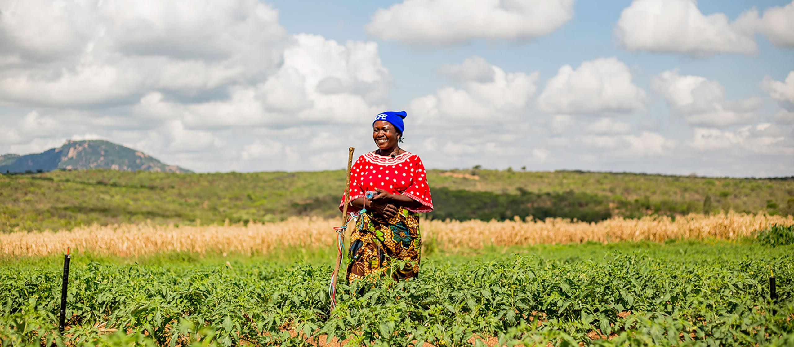 A Tanzanian farmer stands in a crop of green leafy plants