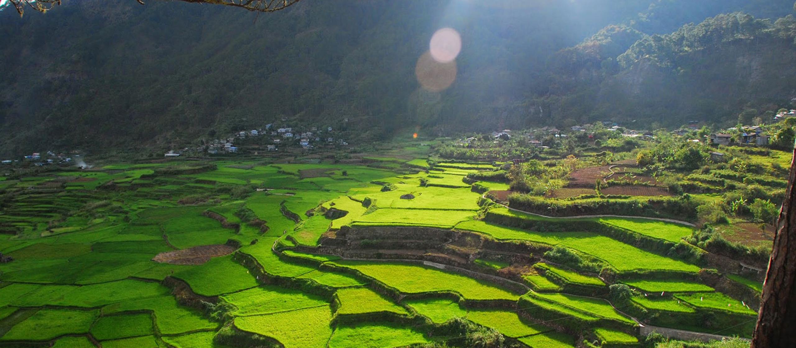 Cascading green fields in the Philippines