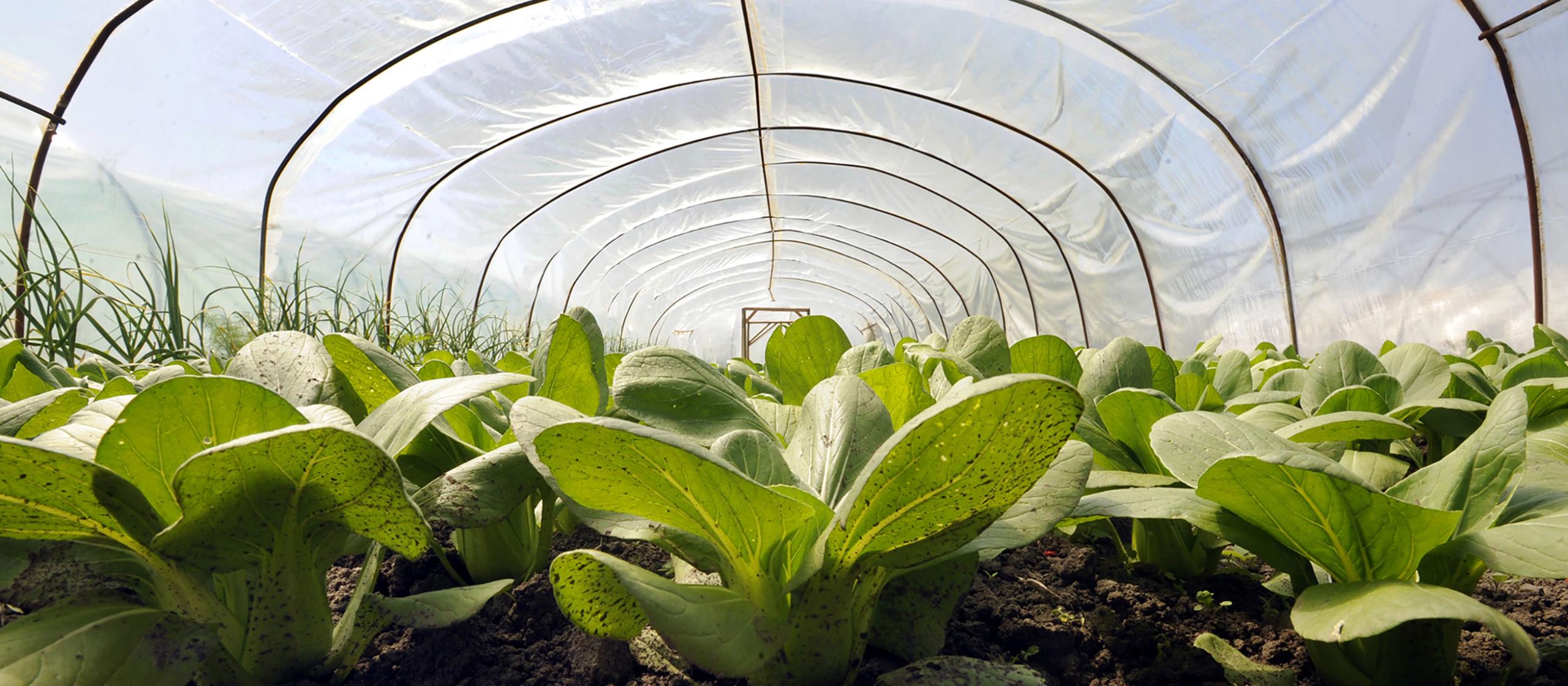 Crops in a greenhouse