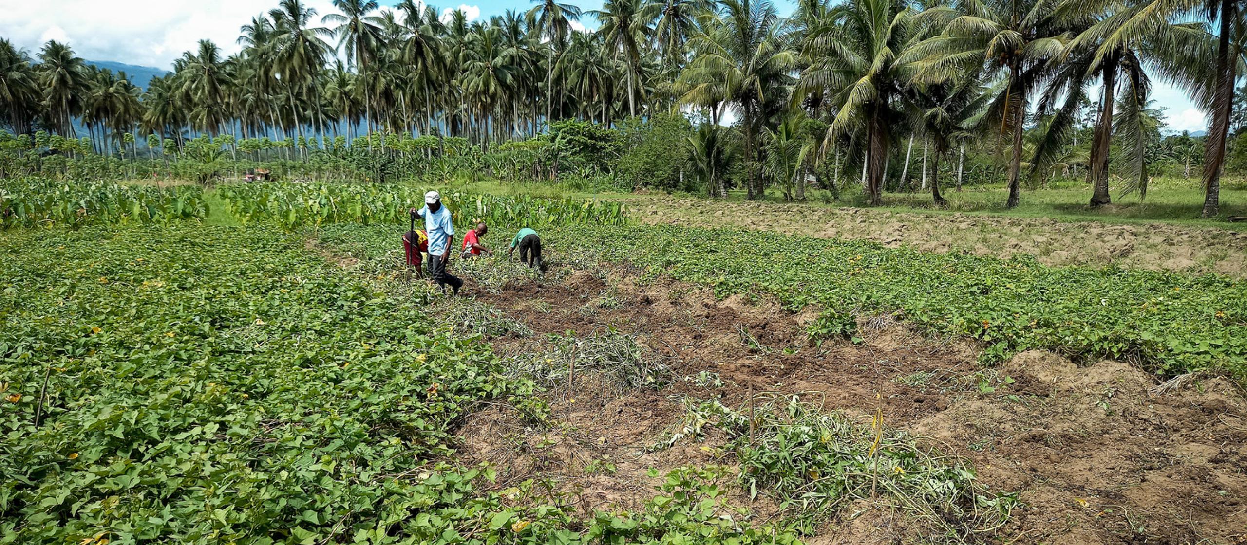 Field trials are being undertaken in the Eastern Highlands, Morobe and East New Britain provinces using sweet potato, Irish potato, bulb onion, taro and cassava. Outcomes from the trials will contribute to developing a Seasonal Farm Advisory, that communities can use, in planning their farming activities. Photo supplied by the National Agriculture Research Institute.