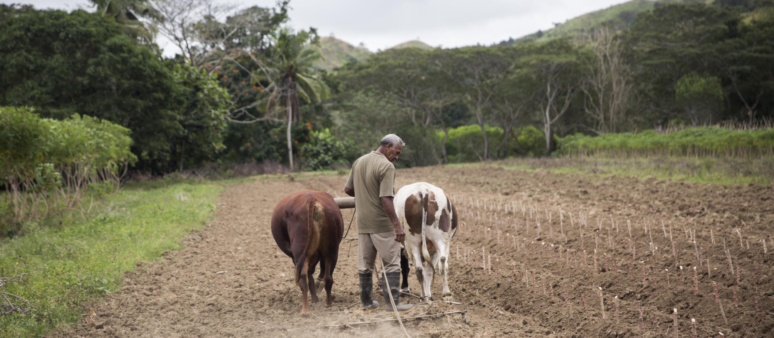 cows in the field