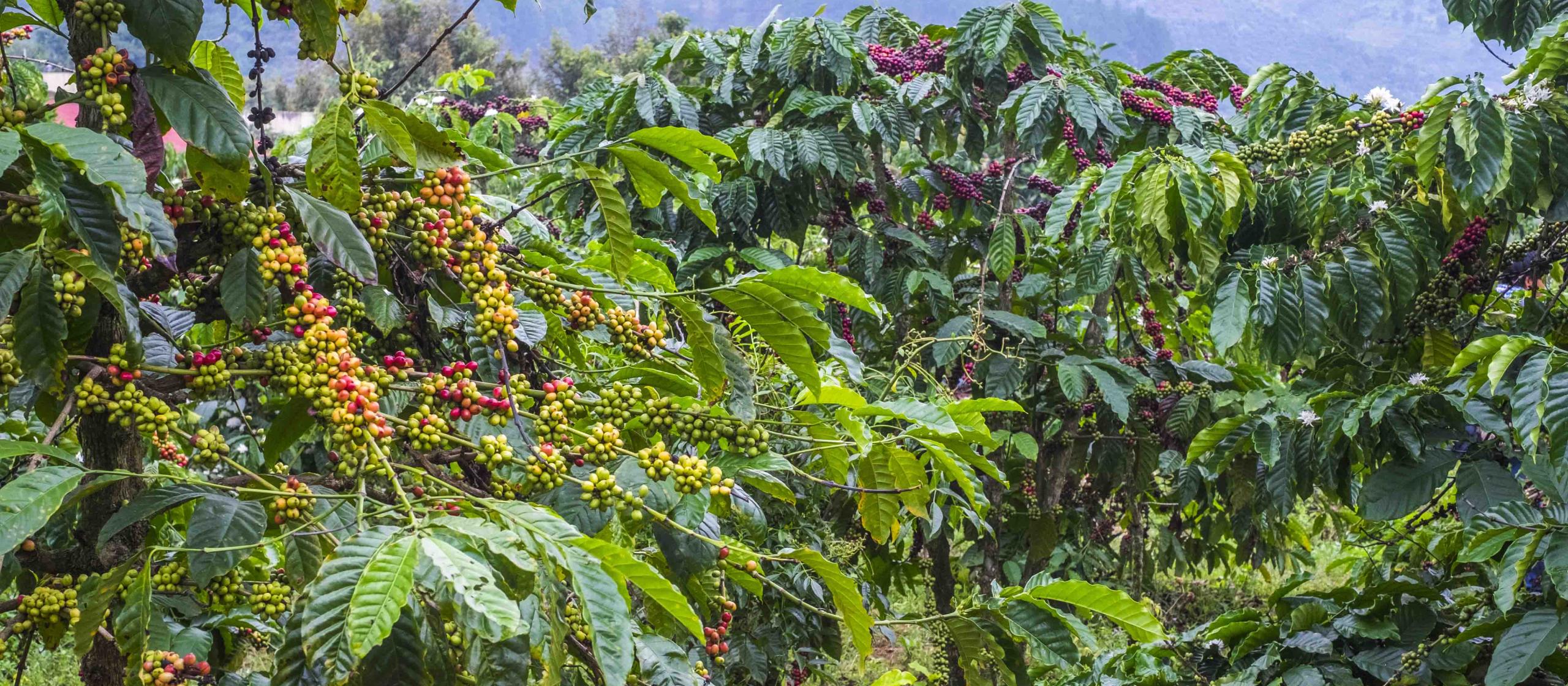 Coffee Beans in the mountains of Central Highlands Vietnam