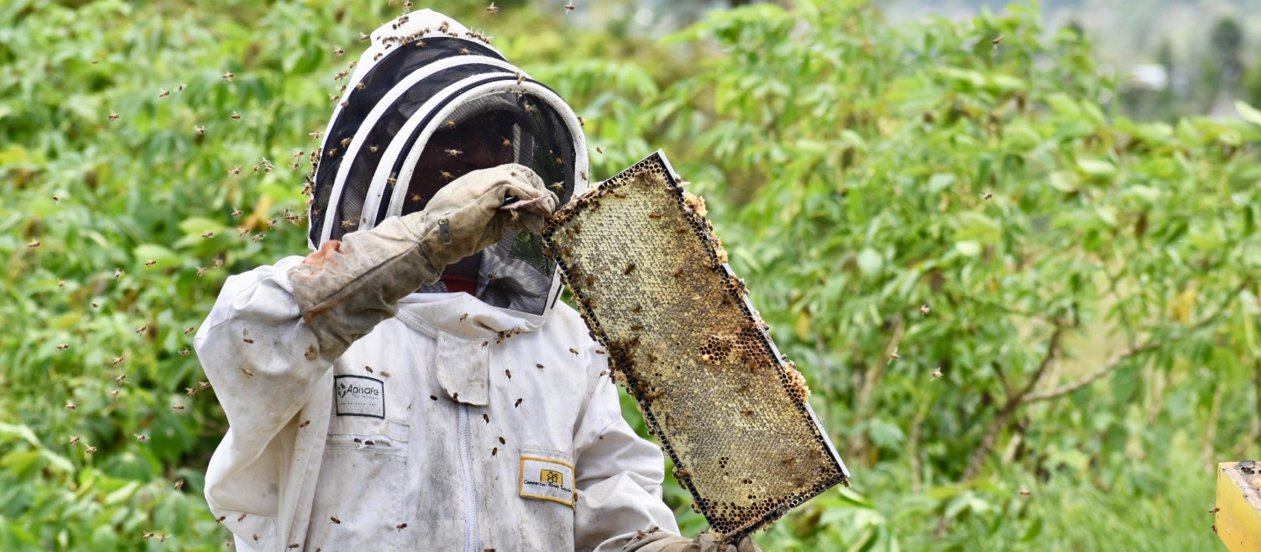 Beekeeper taking frame out of beehive