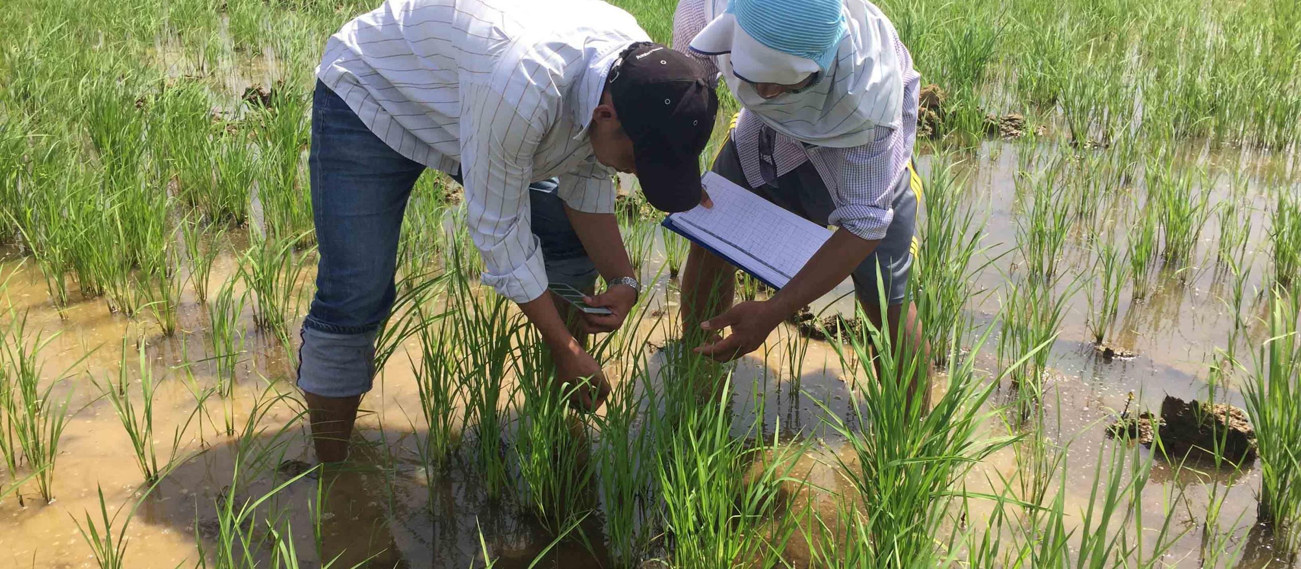 Supported by the ARSF in Cambodia, Dr Van Touch (left) is helping small-scale rice farmers become more profitable and sustainable.