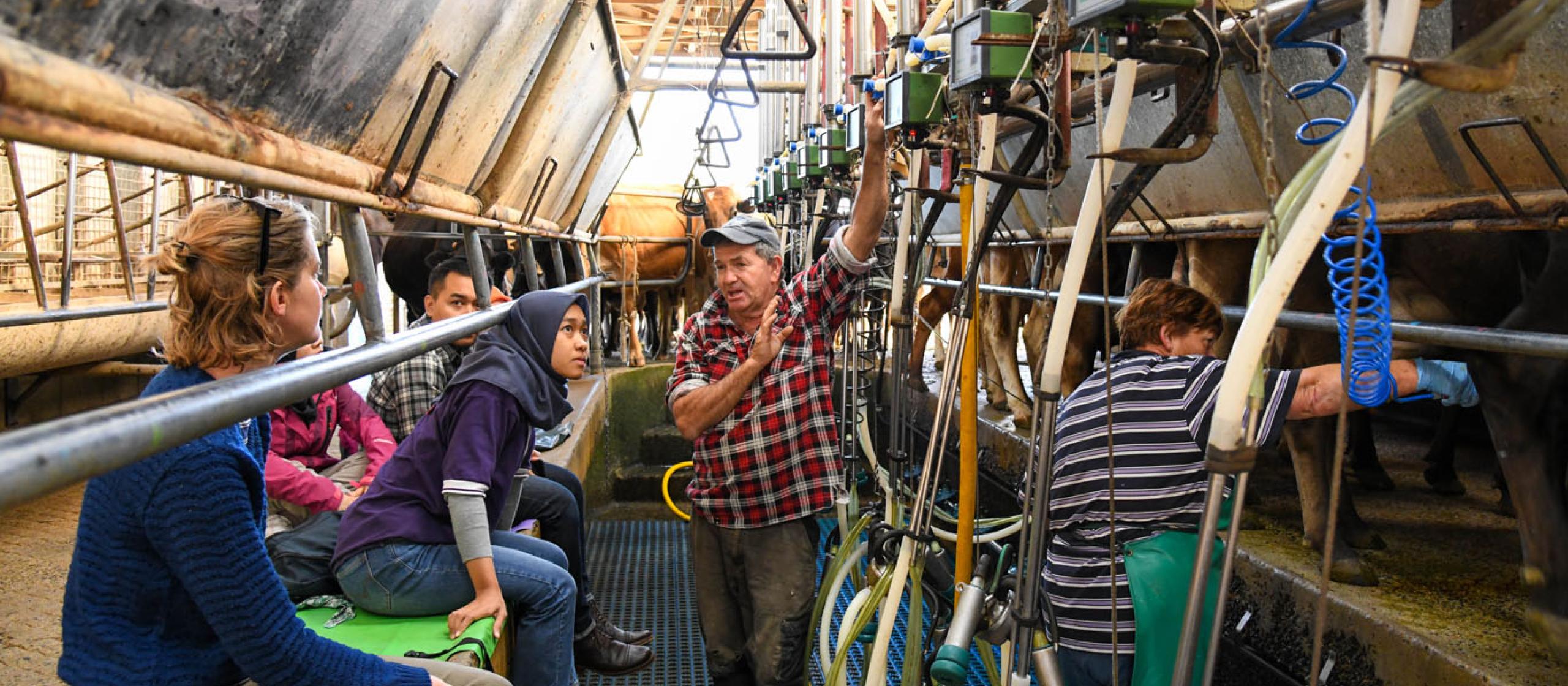 Indonesian researchers from the IndoDairy project visit an Australian dairy