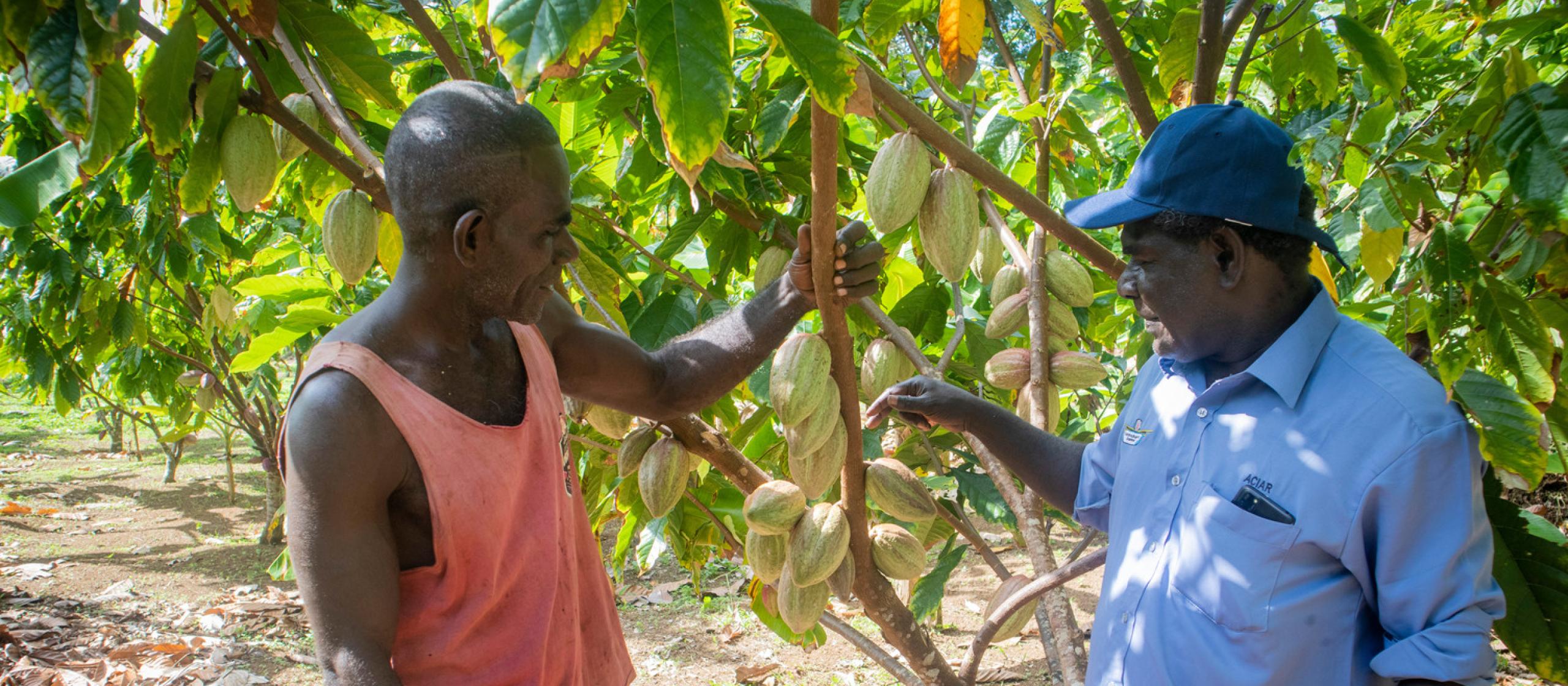 ARSF recipient James Butubu (right) inspecting cocoa grown by a local farmer, as part of another project, aimed at improving cocoa quality, production and value chain in Bougainville.