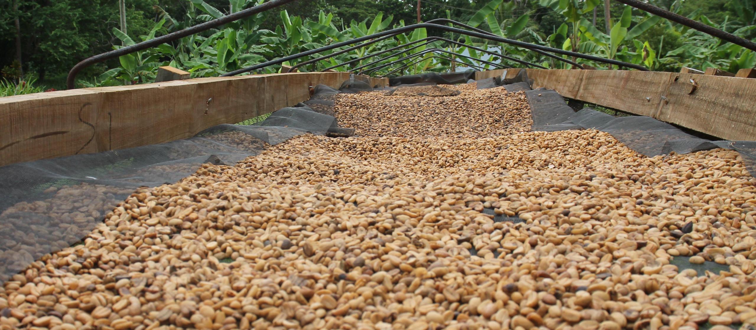 Coffee beans drying 