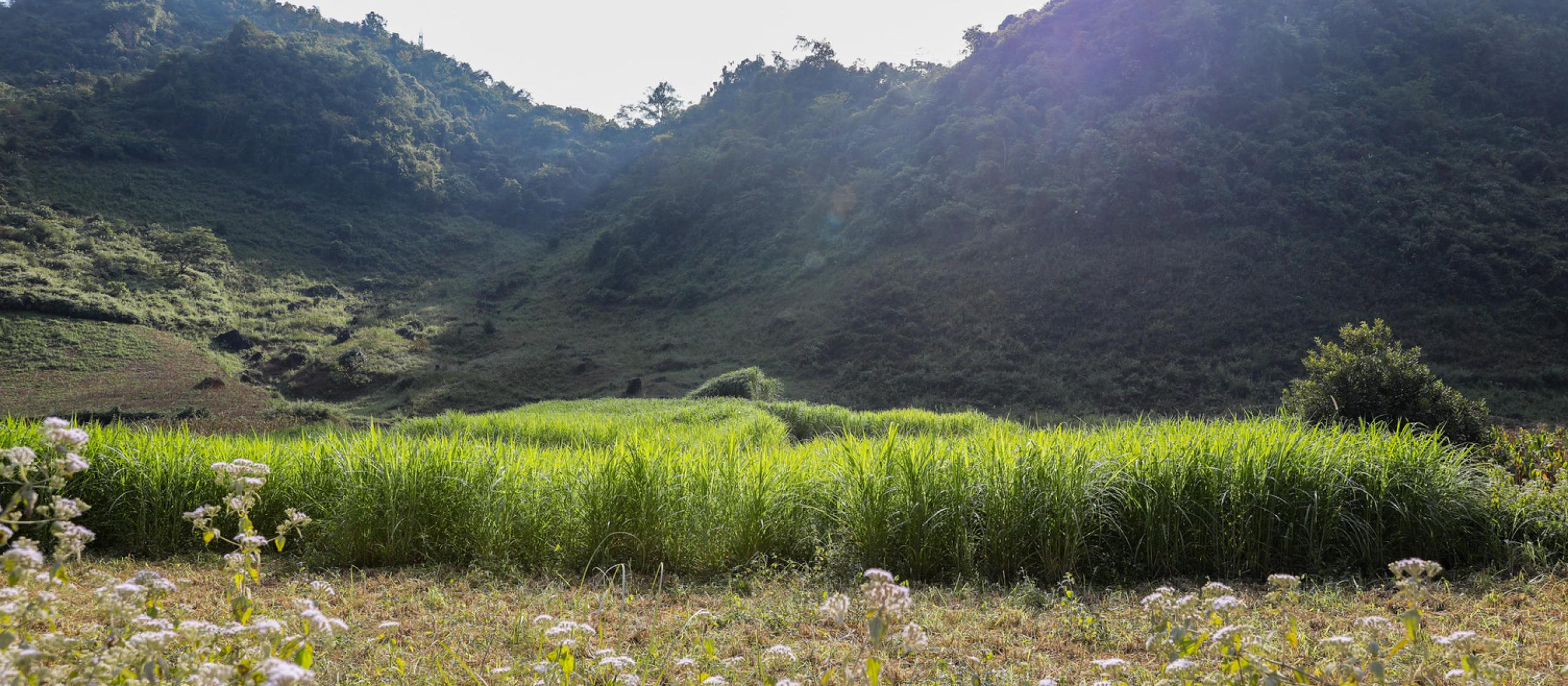 livestock fodder in Vietnam 