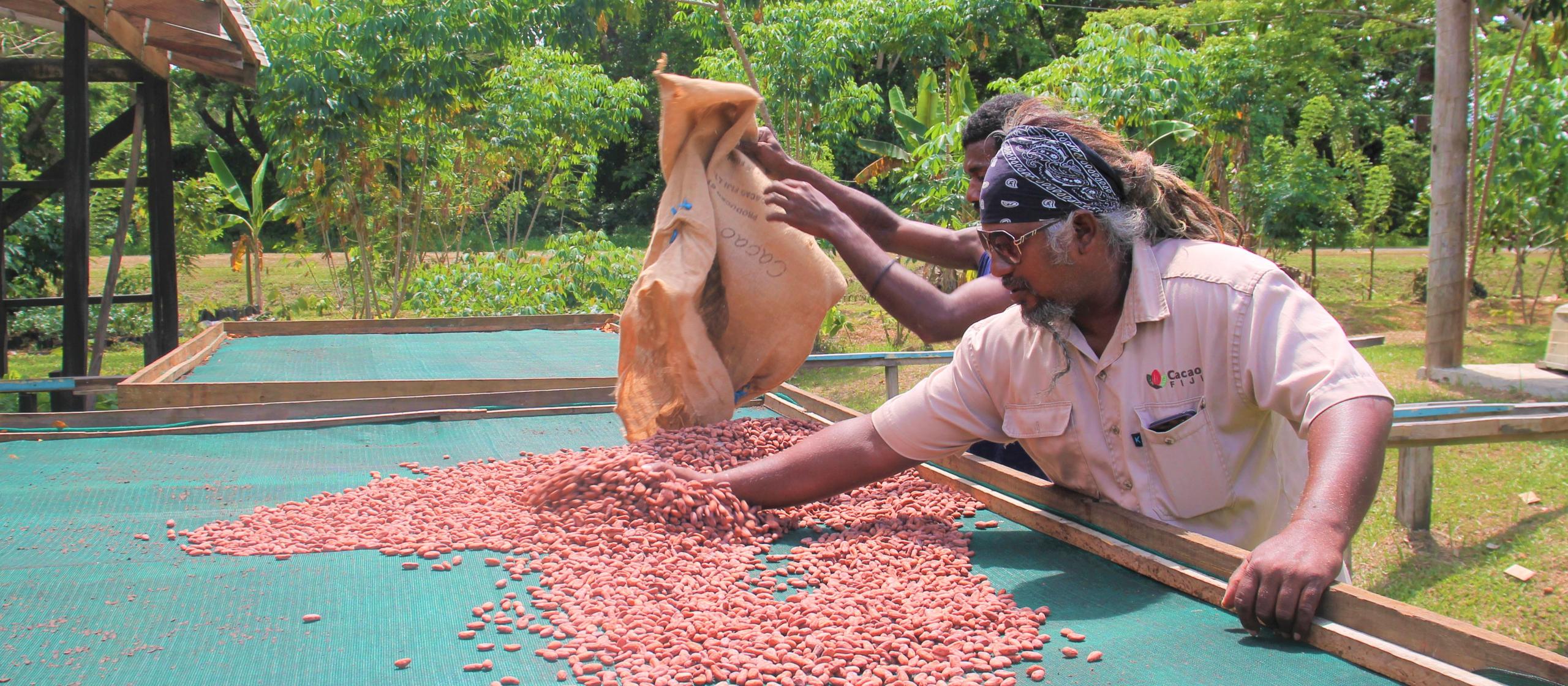 People spreading cocoa beans out on drying table