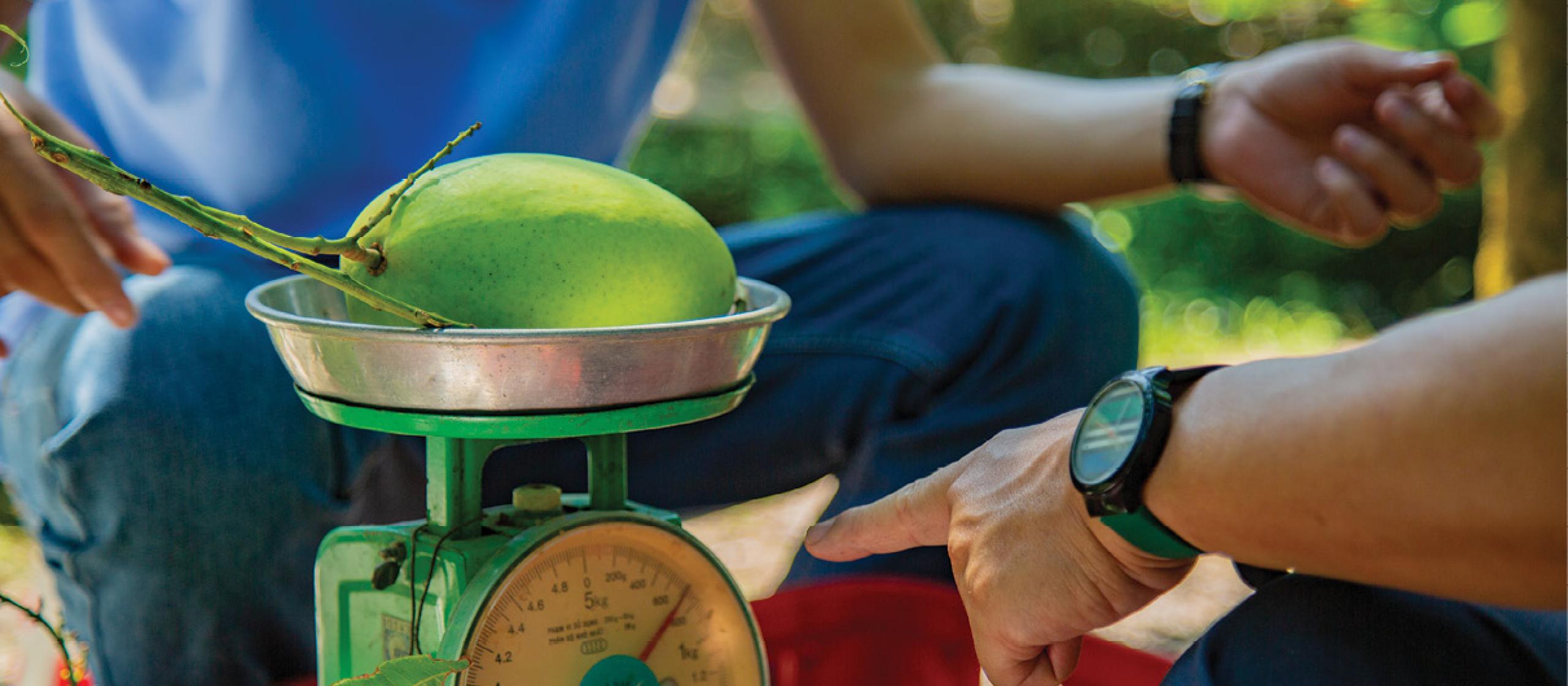 People weight mango on scales