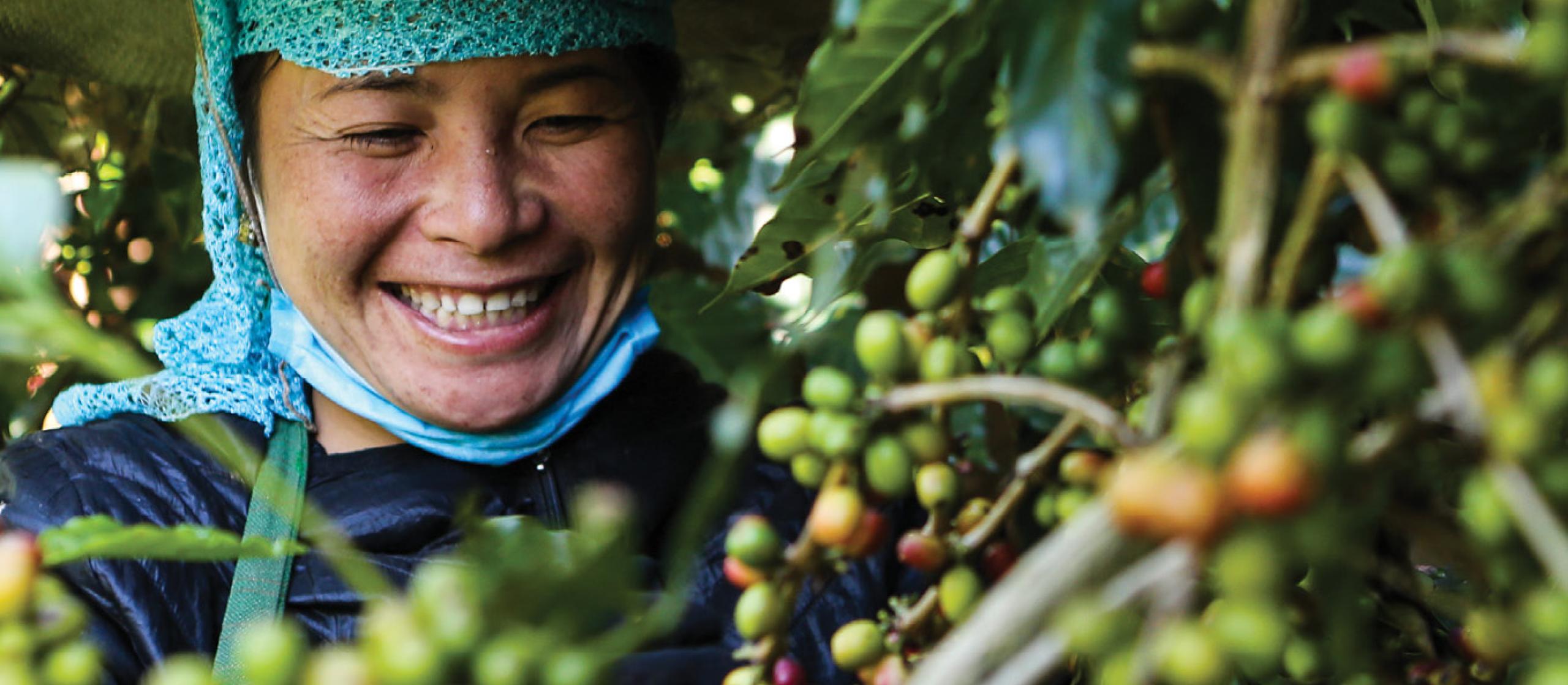 Woman harvesting coffee