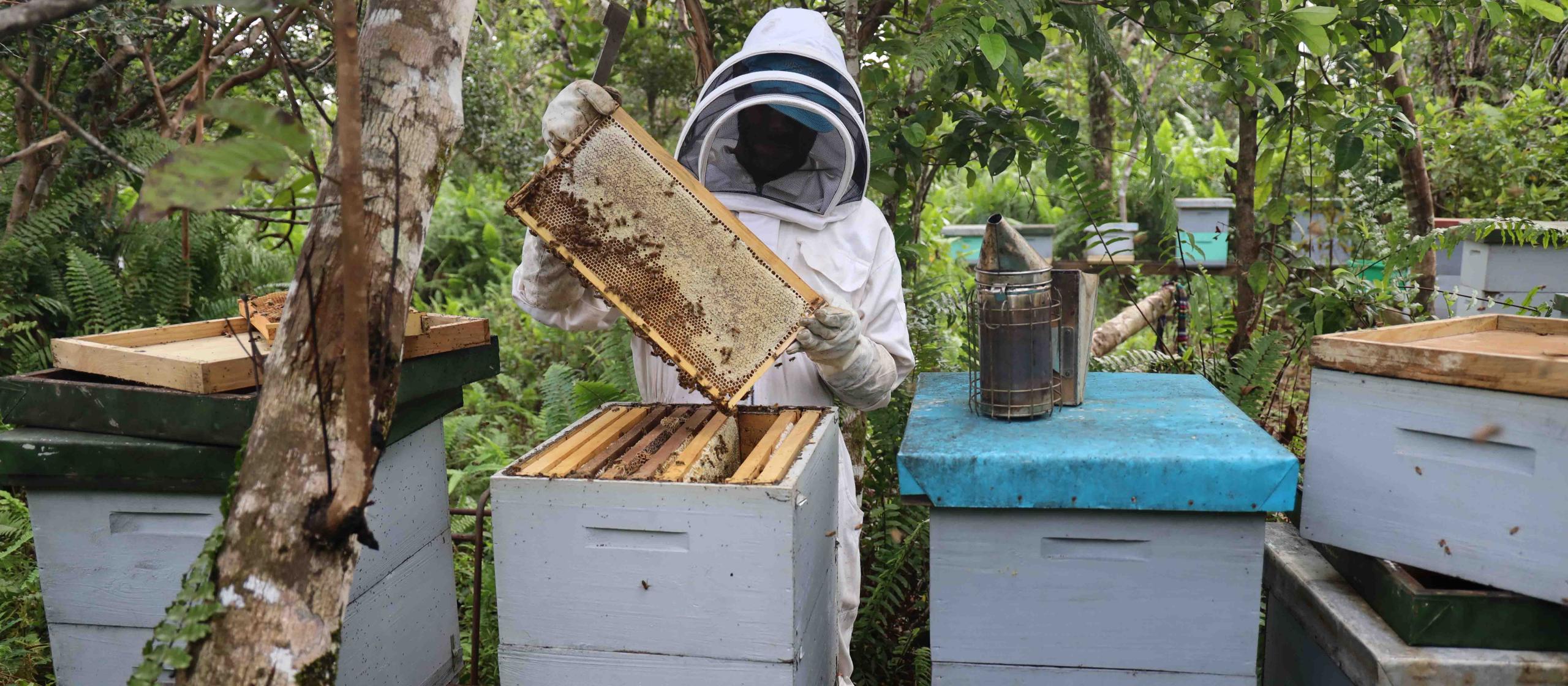 Beekeeper inspecting the hive