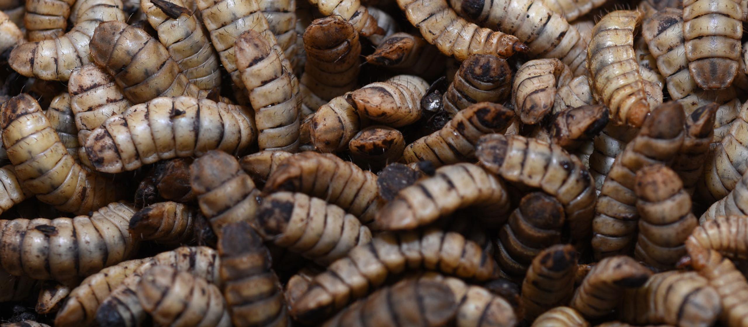 Lots of black soldier larvae