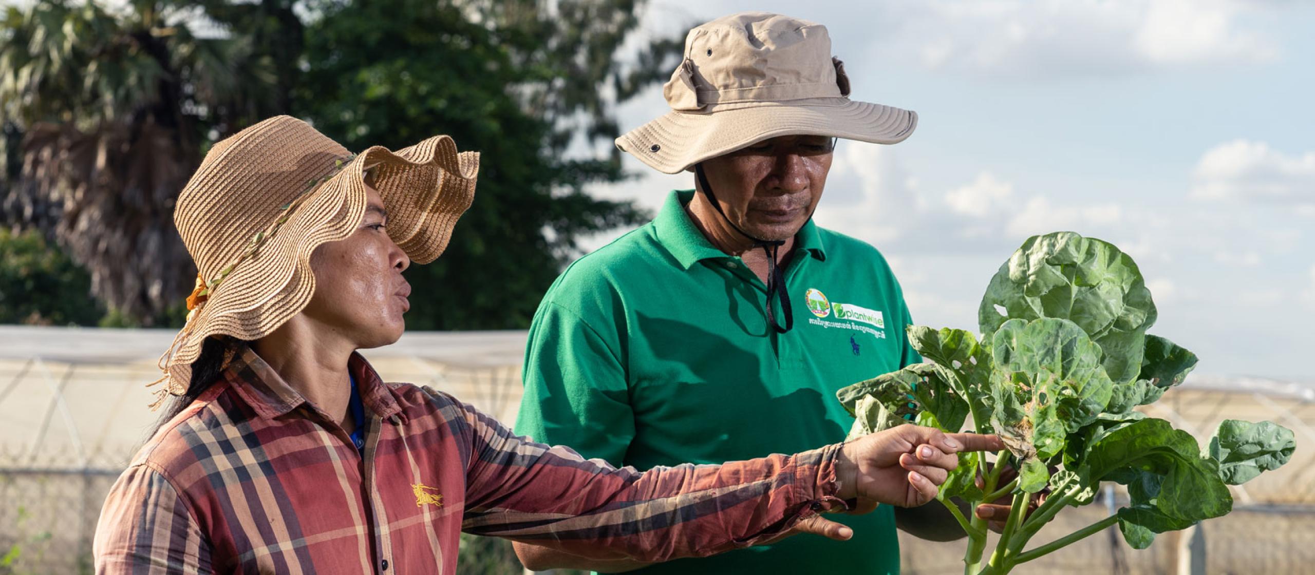  Man and a woman looking at a plant from a crop