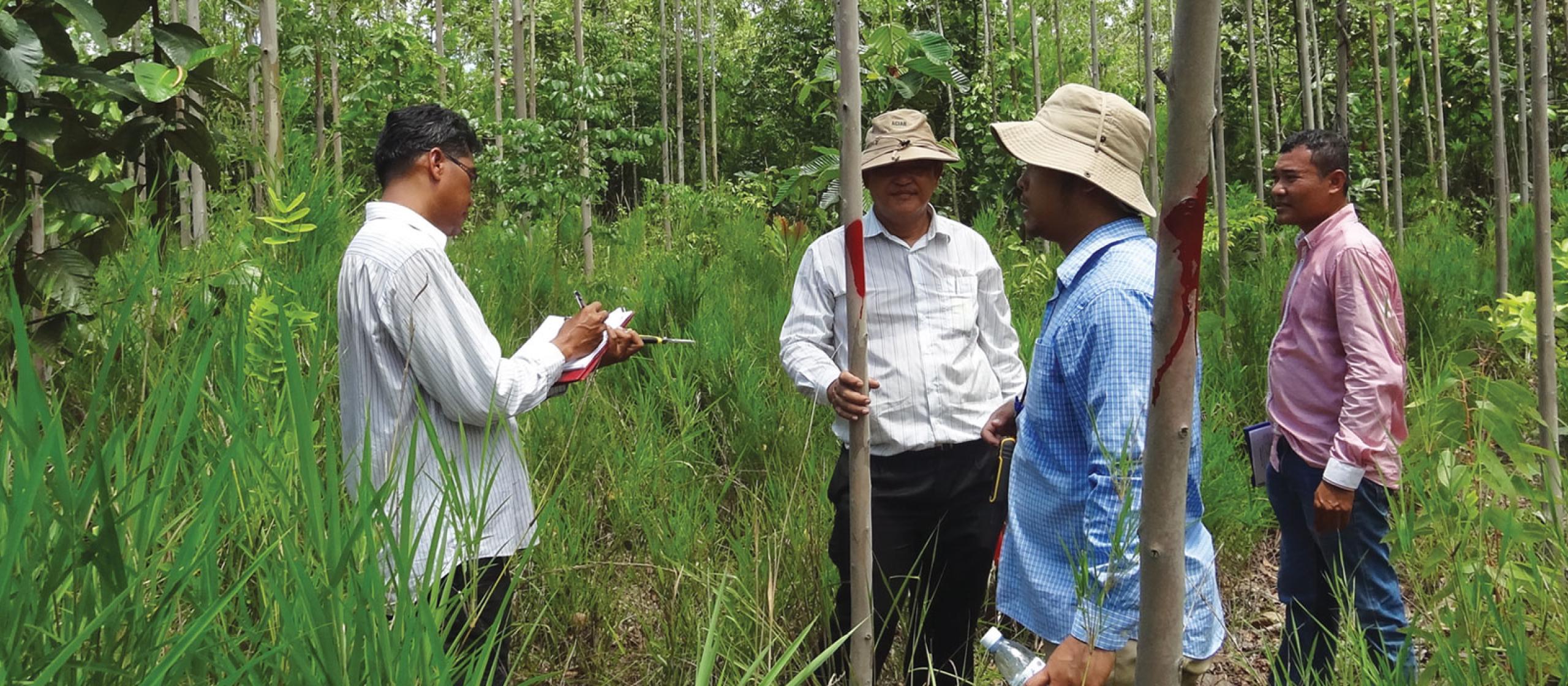 Three men in a eucalyptus plantation in Cambodia