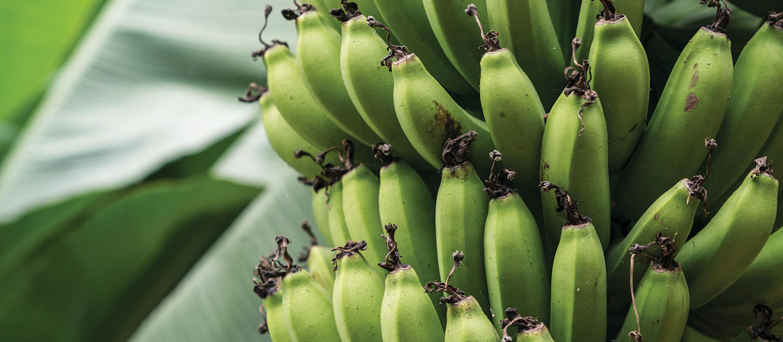 green bananas on a tree