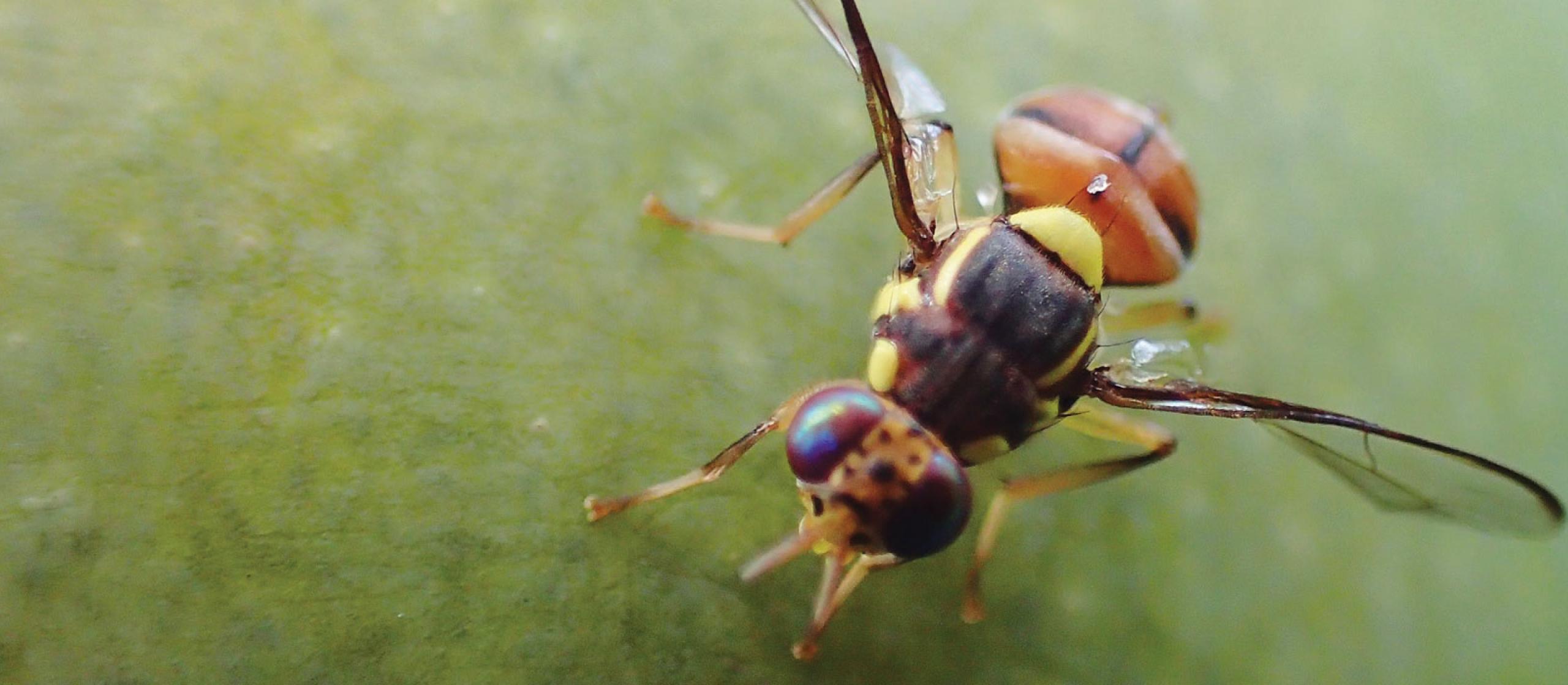 a fruit fly closeup on a green mango