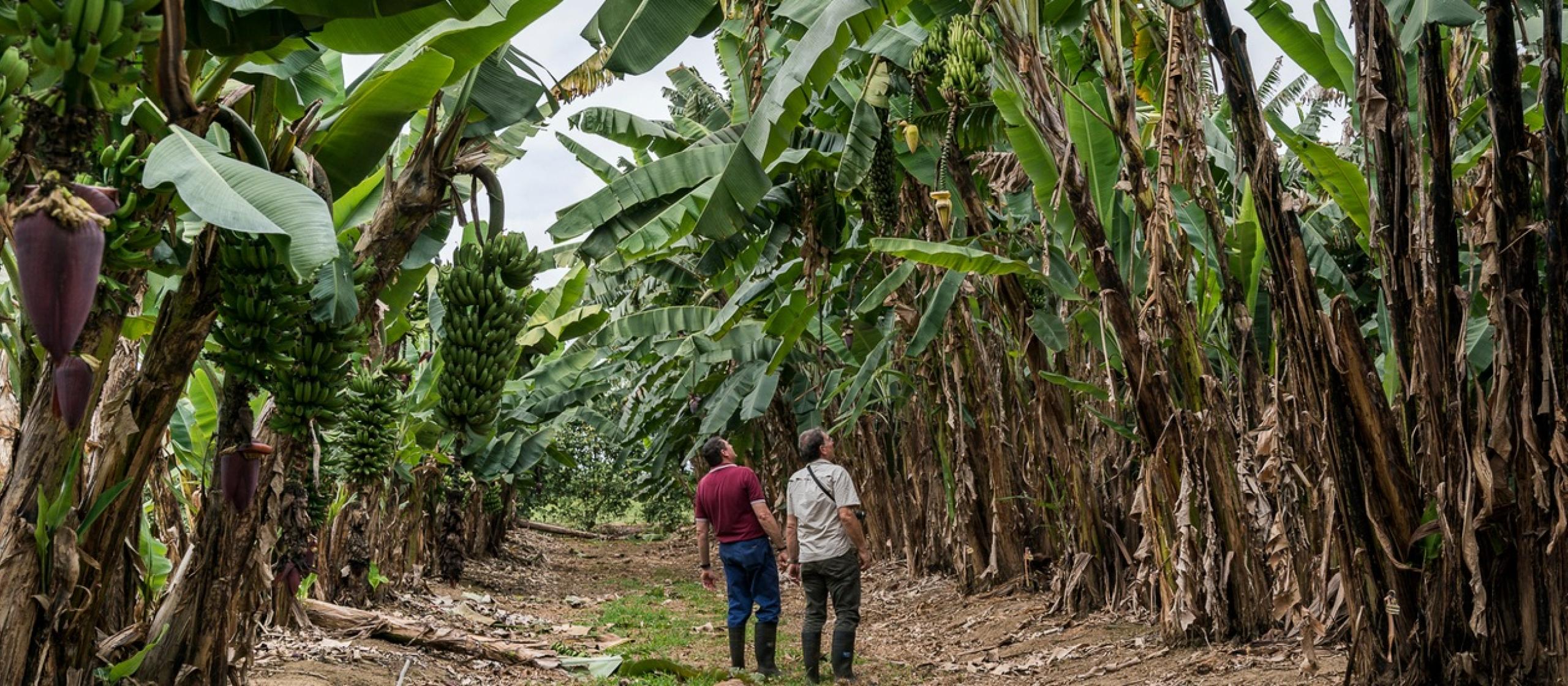 two men in middle of banana plantation