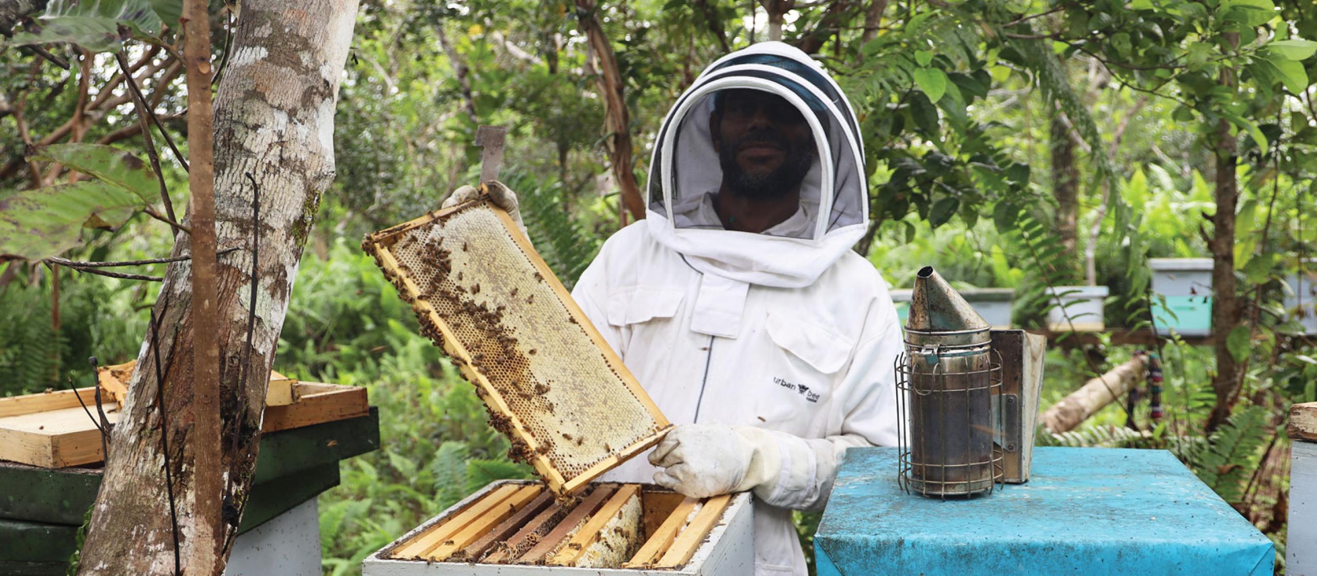 a beekeeper in a suit holding up bees from a hive in Papua New Guinea