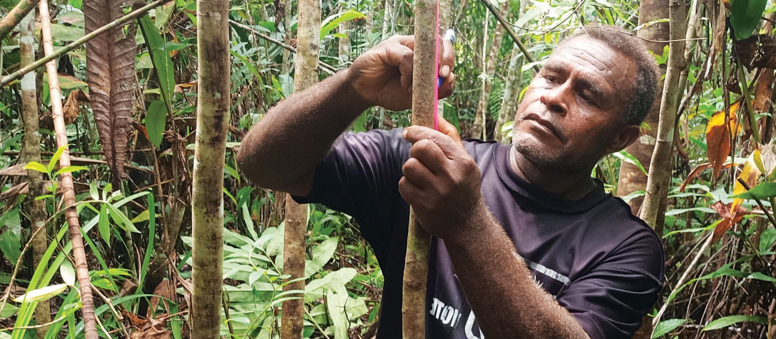 A man marking trees in the forest