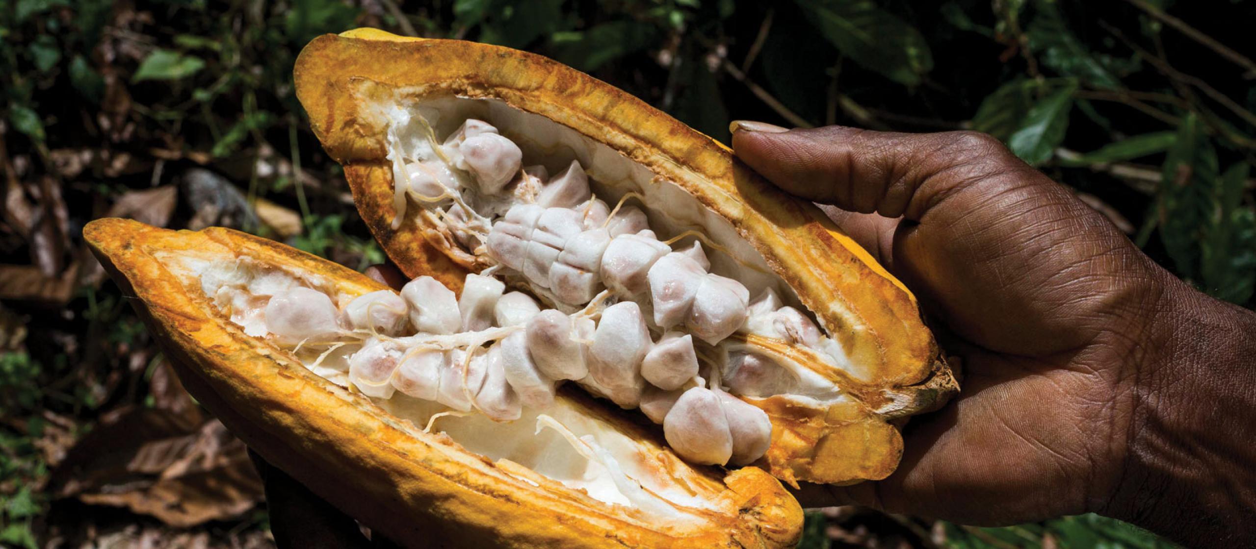 Raw cocoa