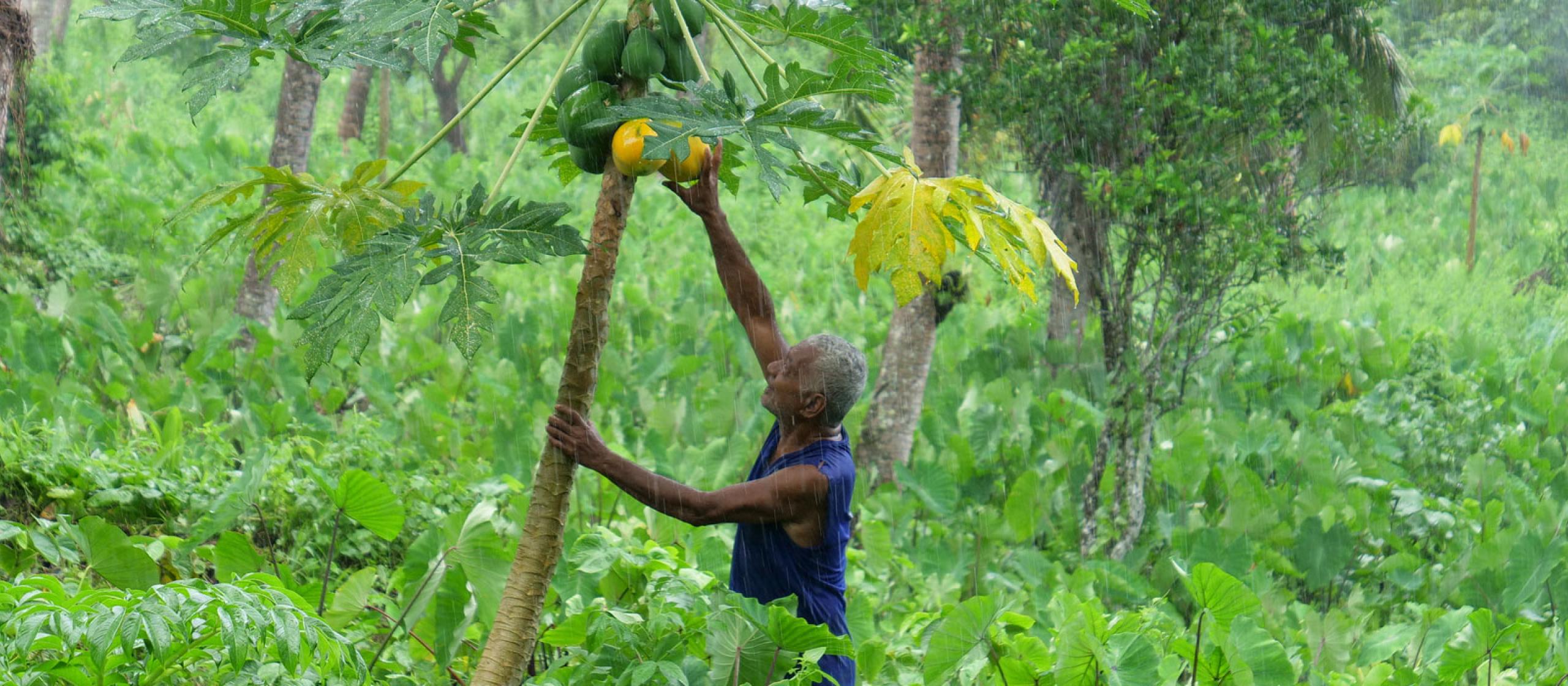 man harvesting fruit from tree