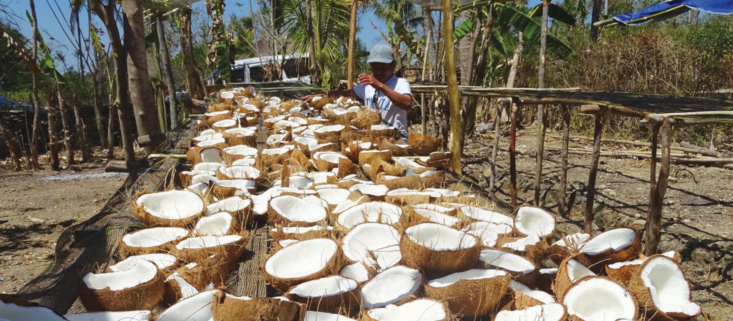 Coconuts drying on table in the sun