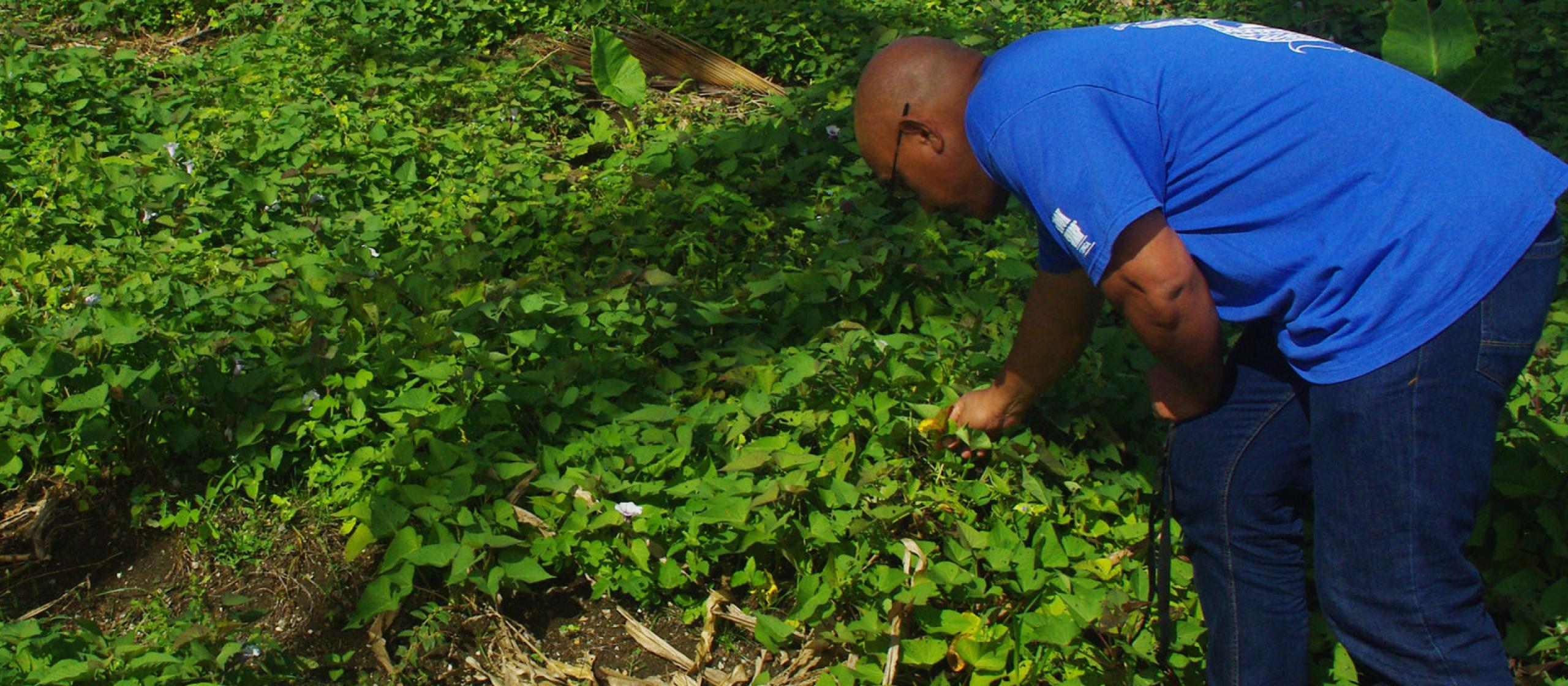 Tonga soils researcher bending down in green field