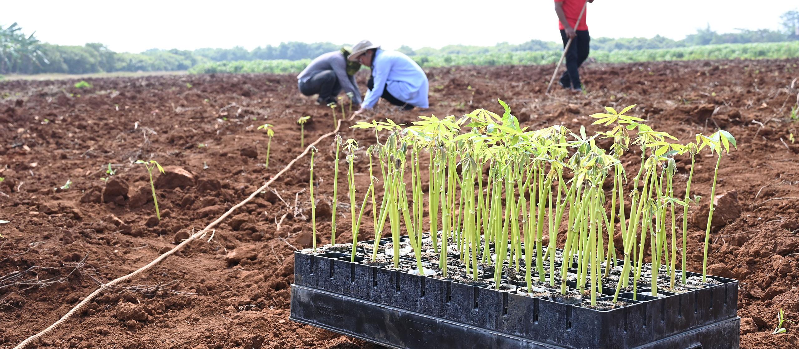 A tray of cassava seedlings in the foreground, with a field and people blurred in the background.