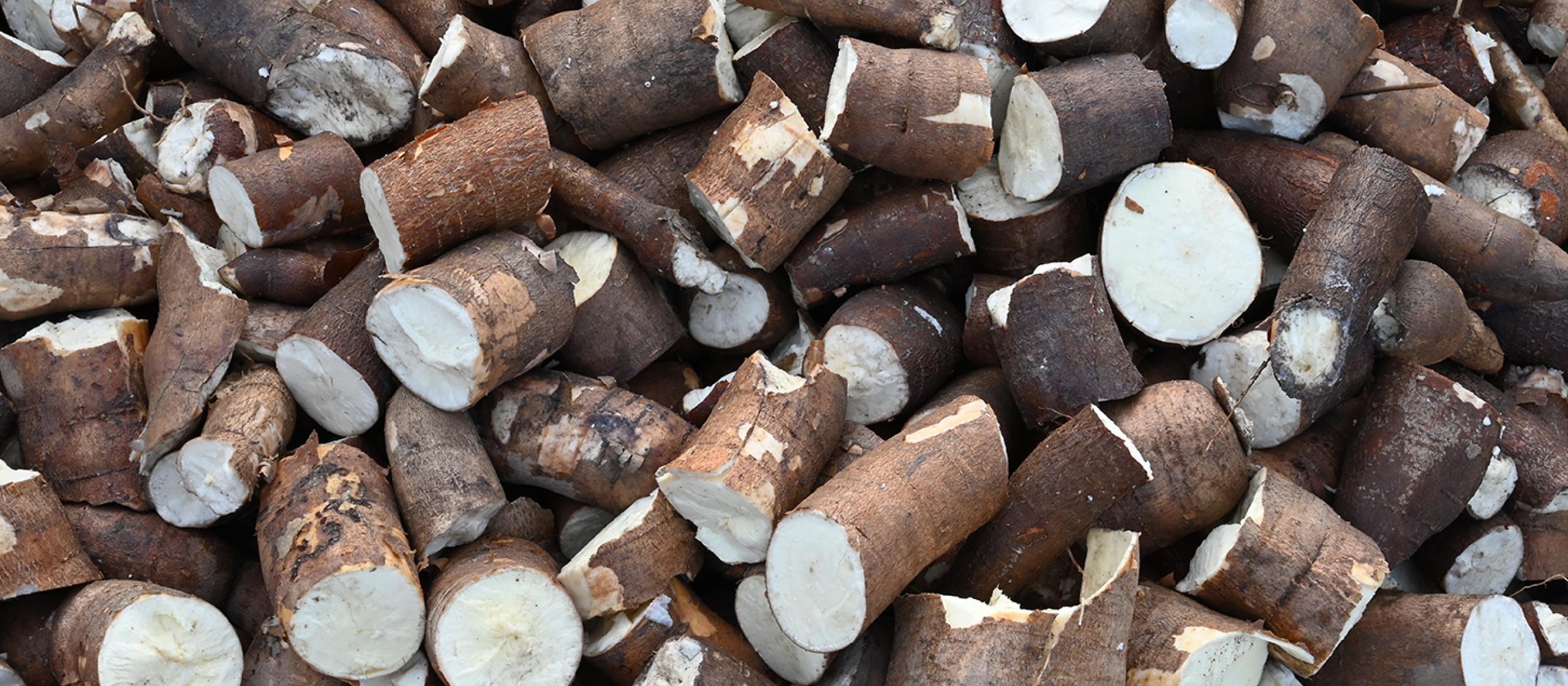 Freshly harvested cassava