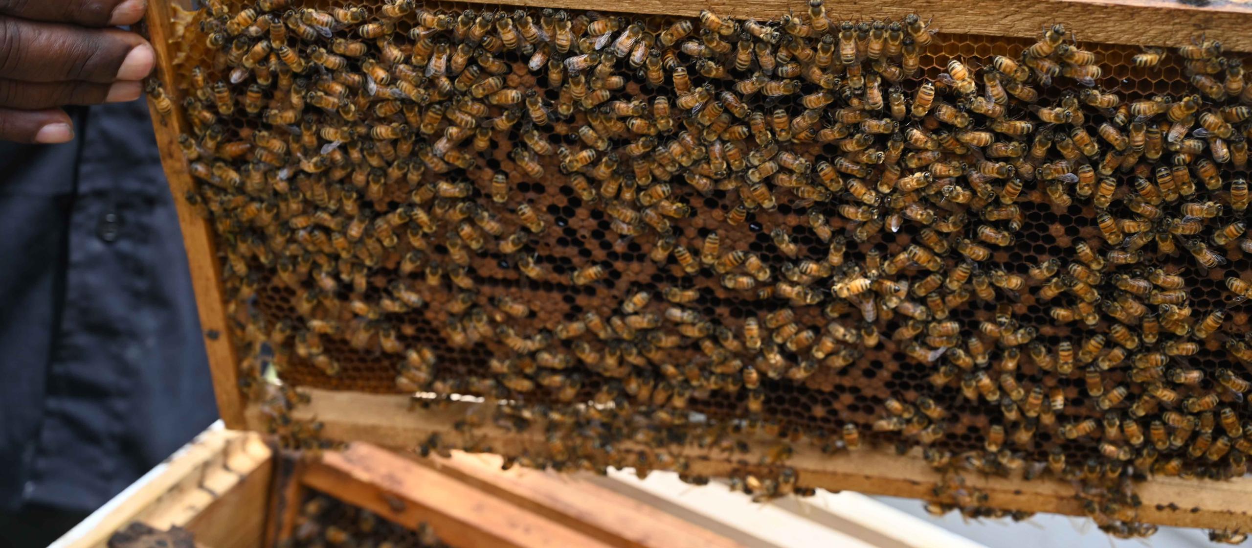 Bees swarming around bee hive