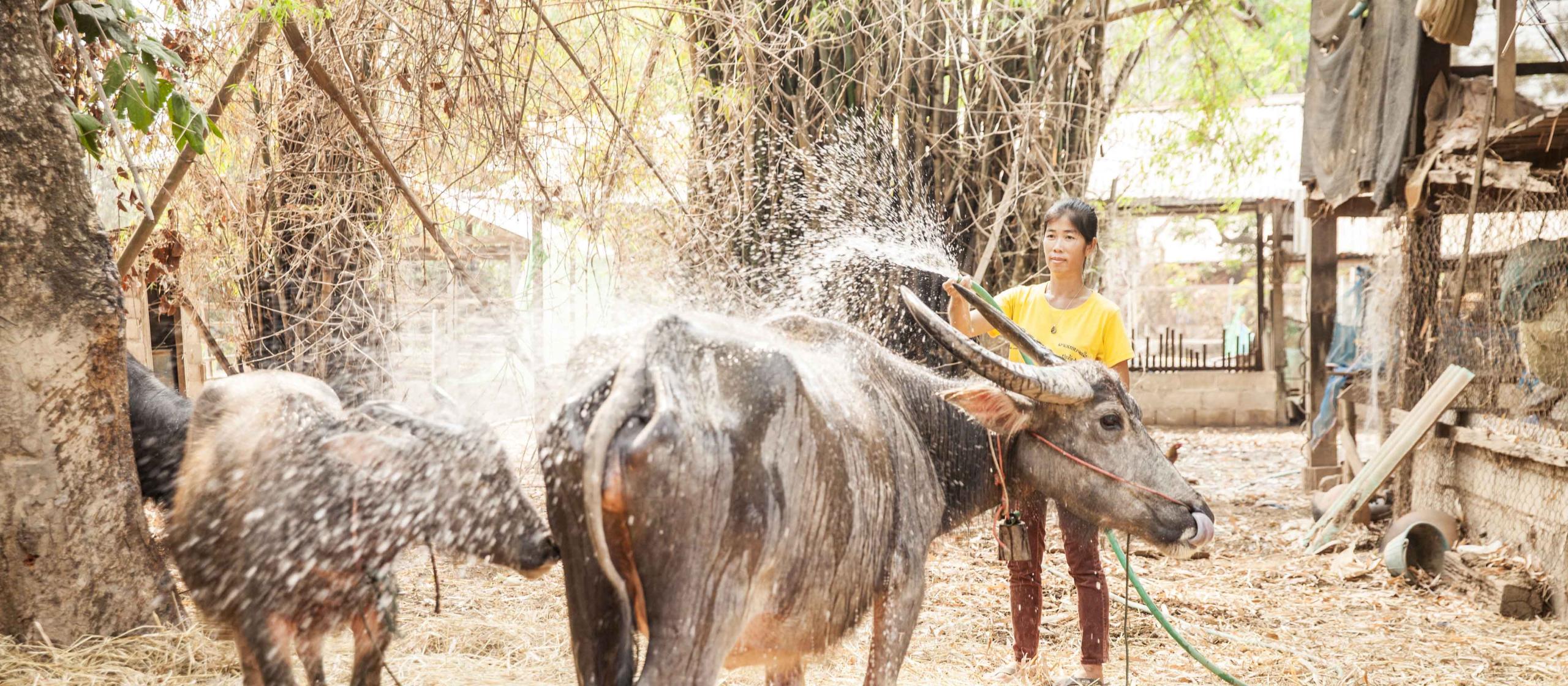 Woman hosing cattle