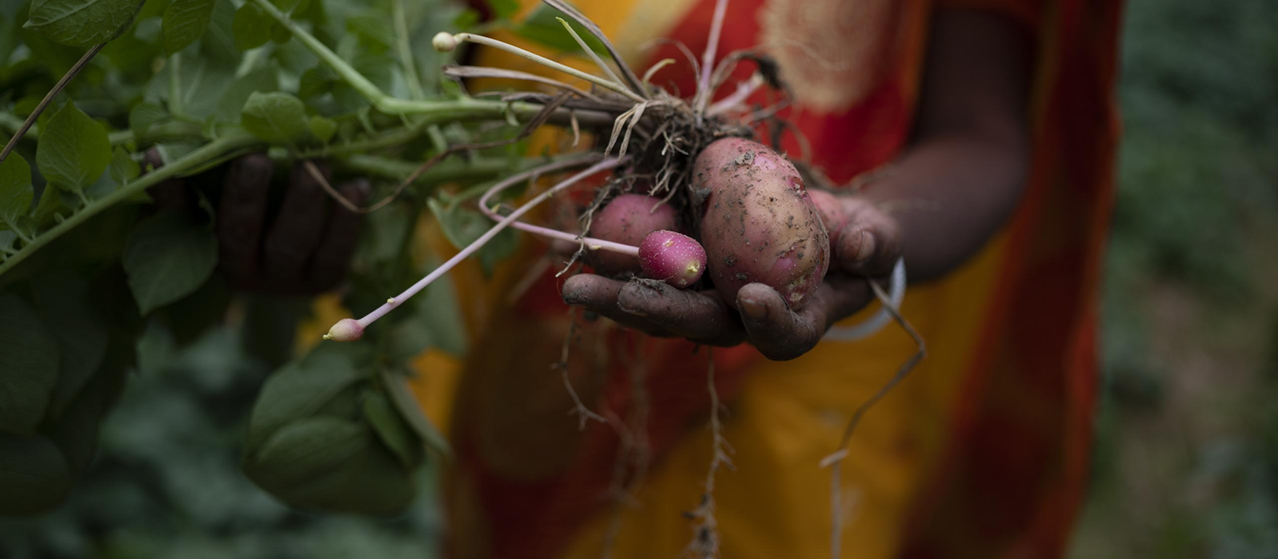 Farmer holding up a freshly harvested sweet potato