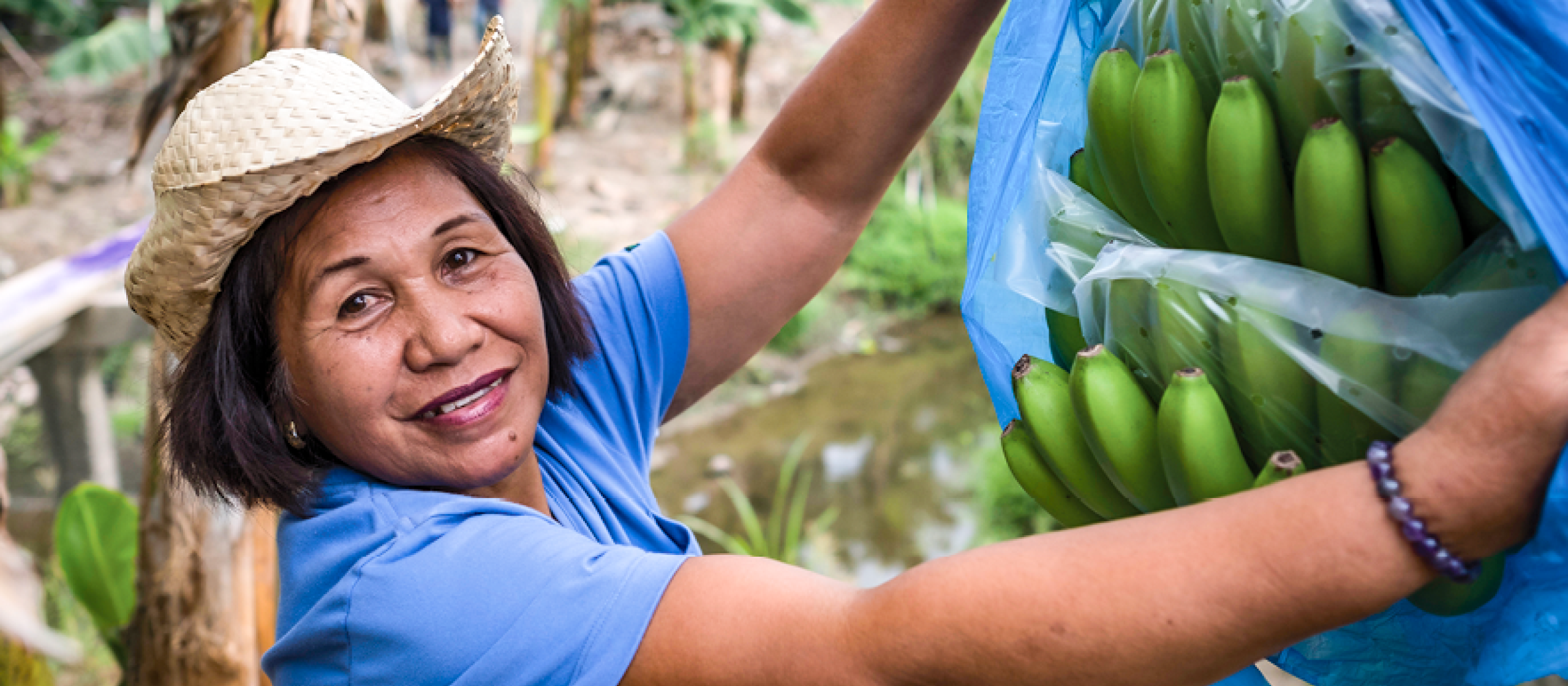 A woman in a straw hat and a blue shirt holds open the blue plastic covering over a bunch of bananas hanging from a banana tree. 