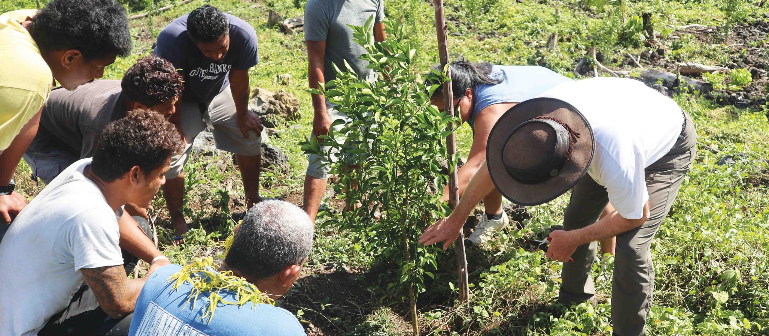 People surrounding a citrus tree that is being planted. 