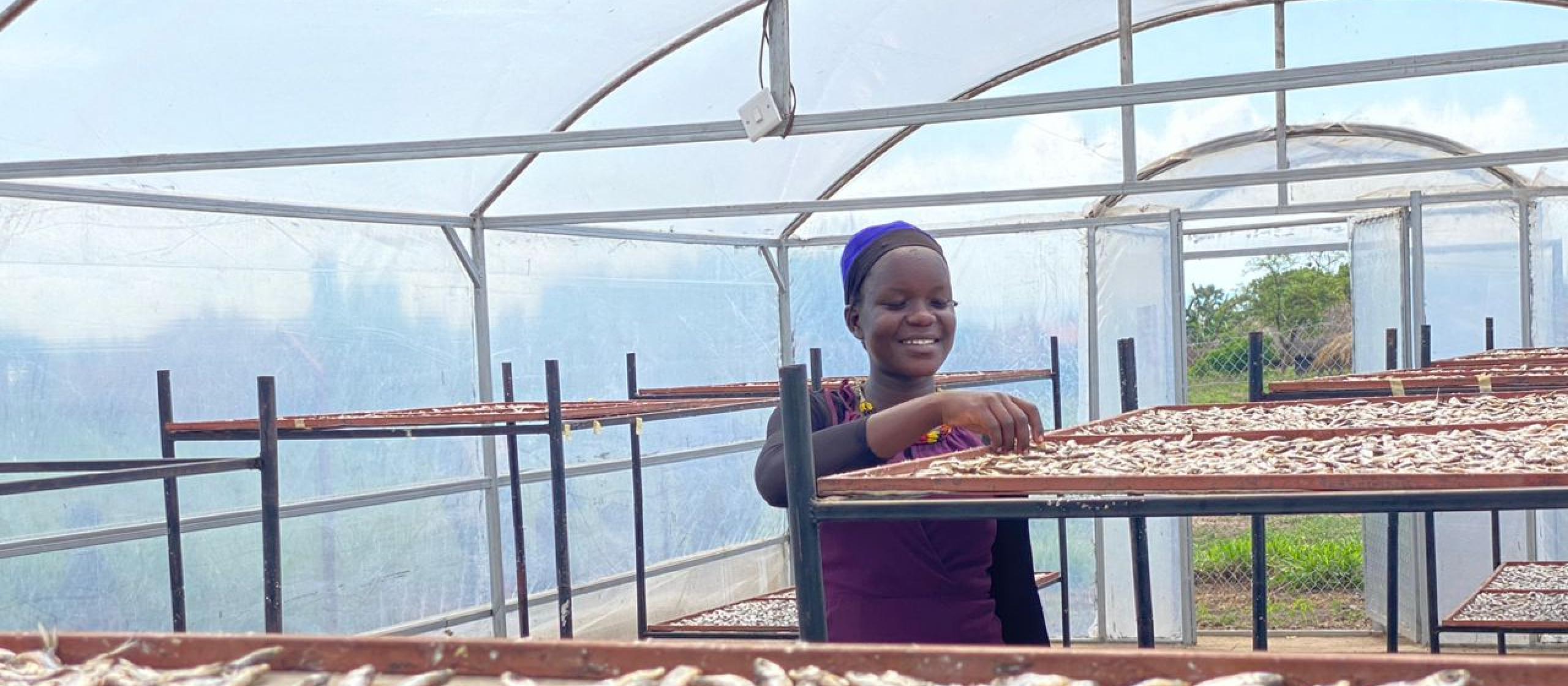 Woman smiling displaying trays of dried fish in tent drier