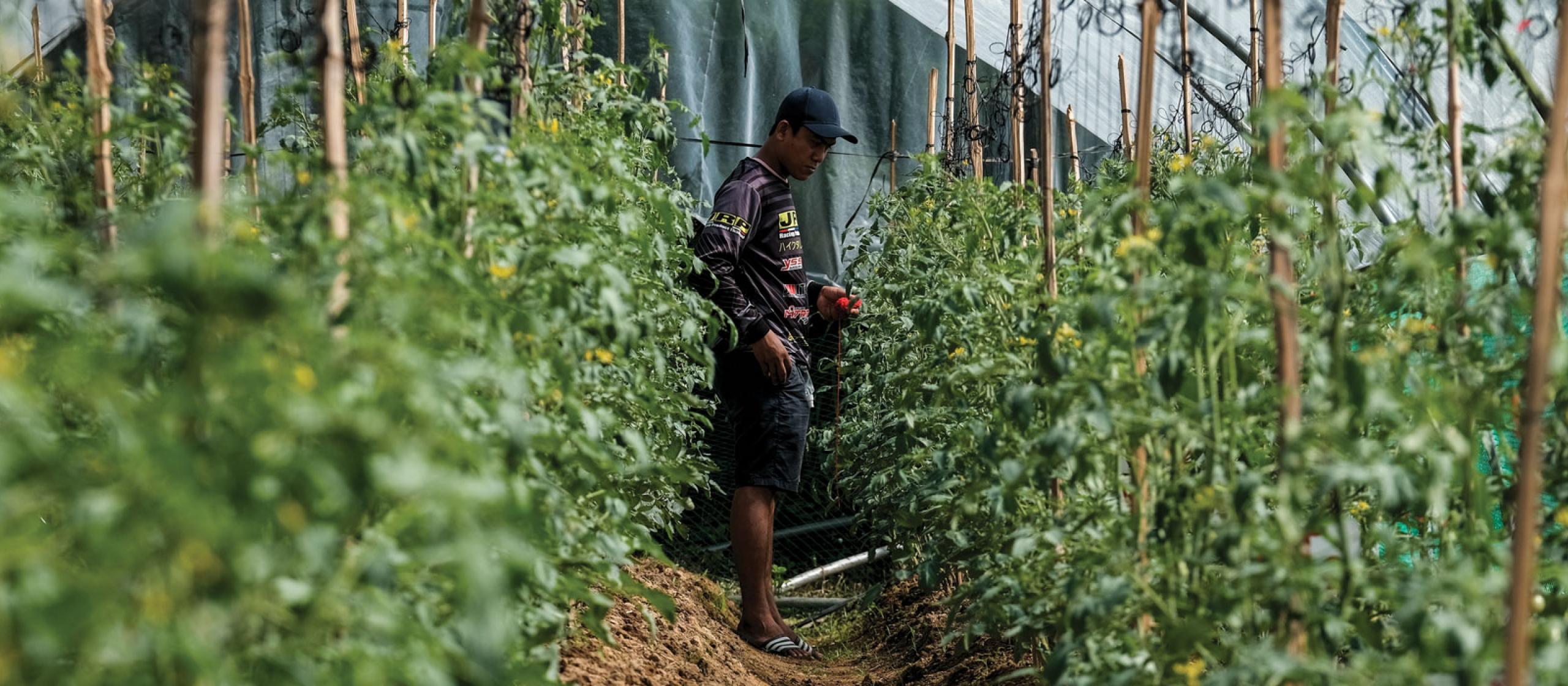 Man standing in the middle of tall crops