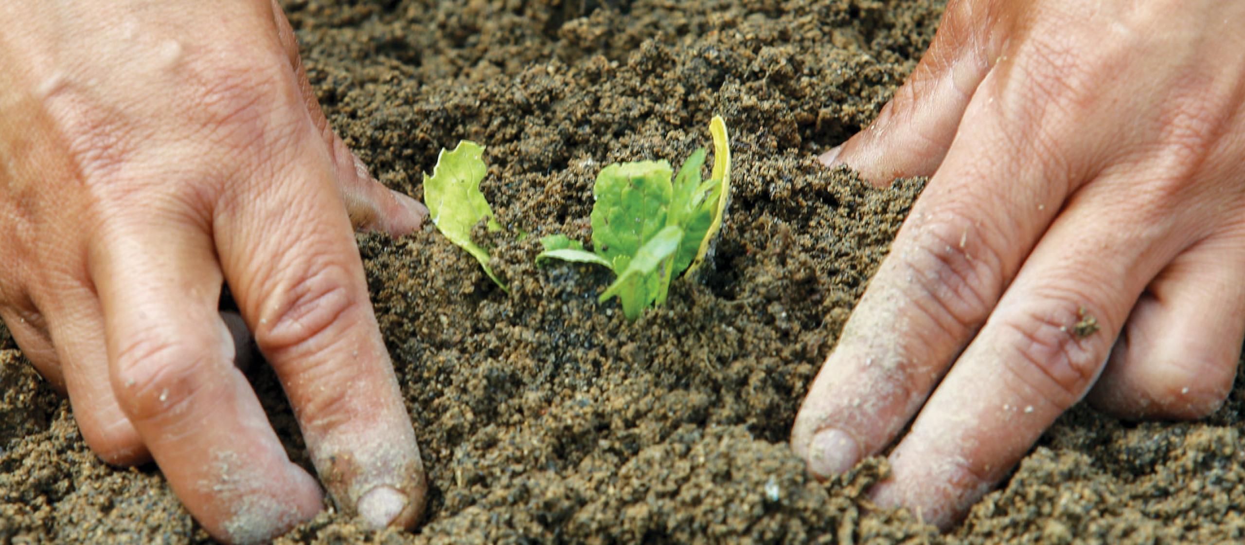 Hands in the soil on either side of a seedling