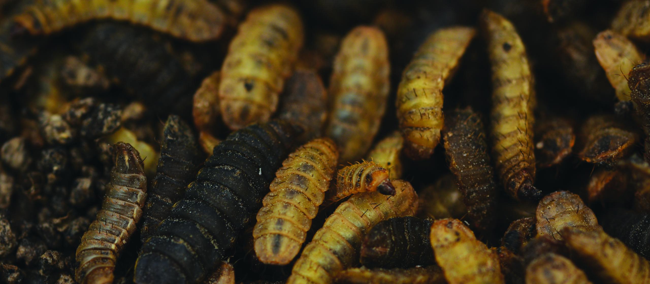 a group of men and women looking to camera with yellow and green crates of black soldier flies