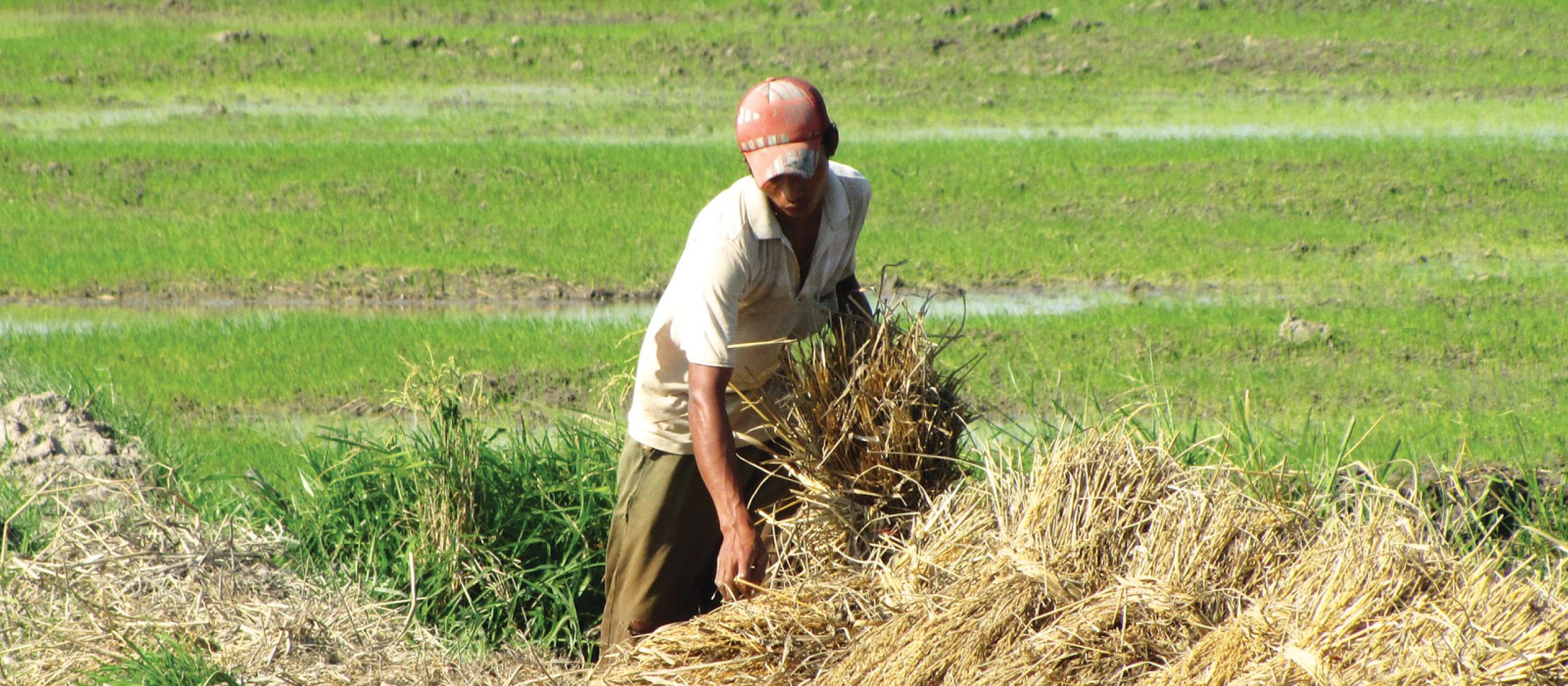 a man collecting straw in a field.